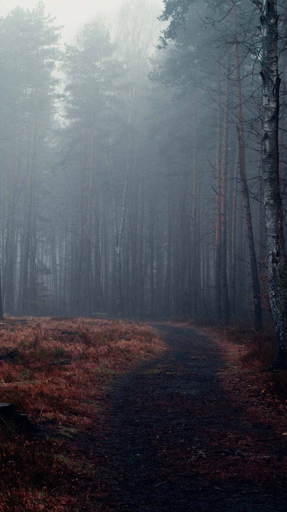 A narrow path disappearing into a misty forest
