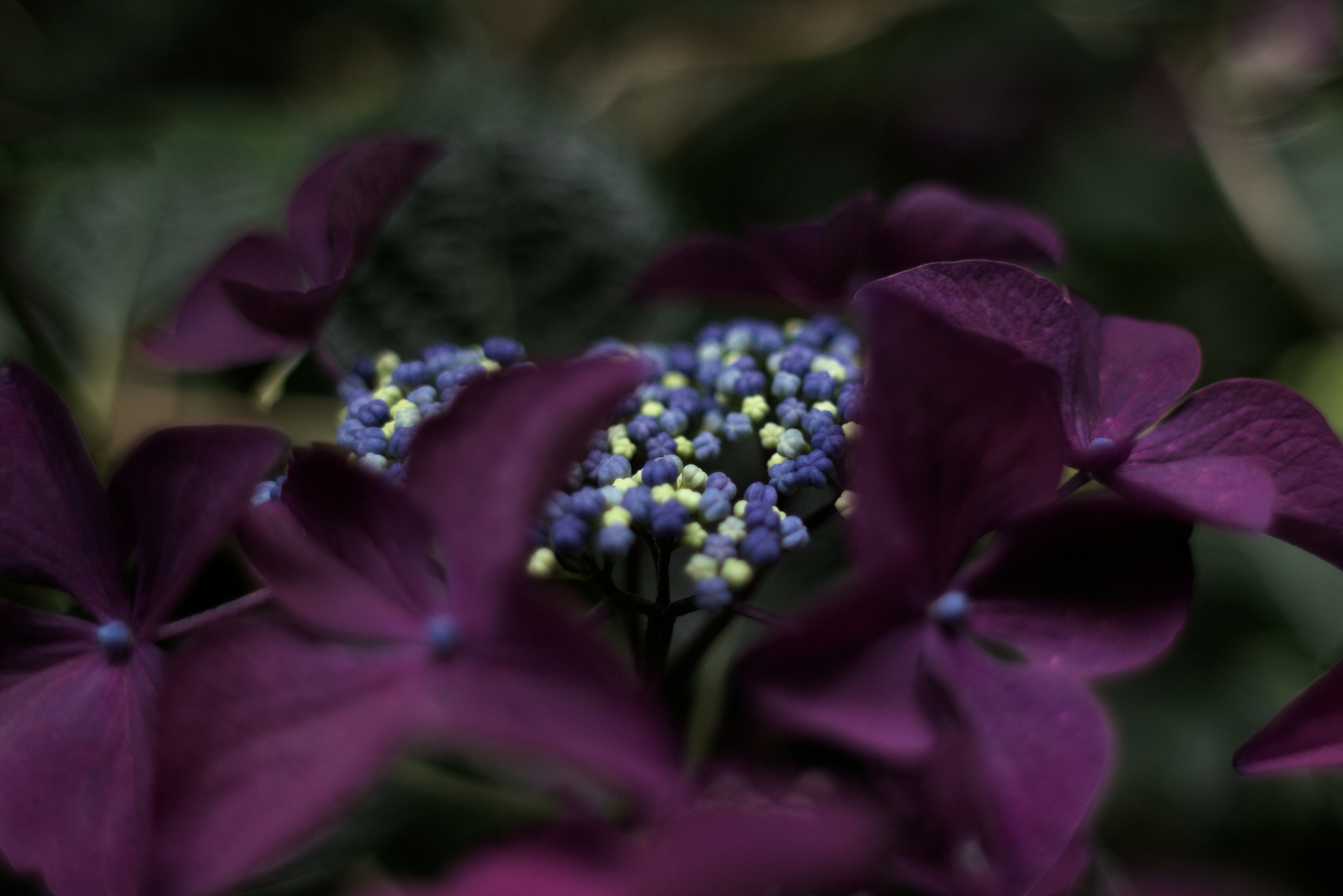 紫色の花と緑の葉のクローズアップ