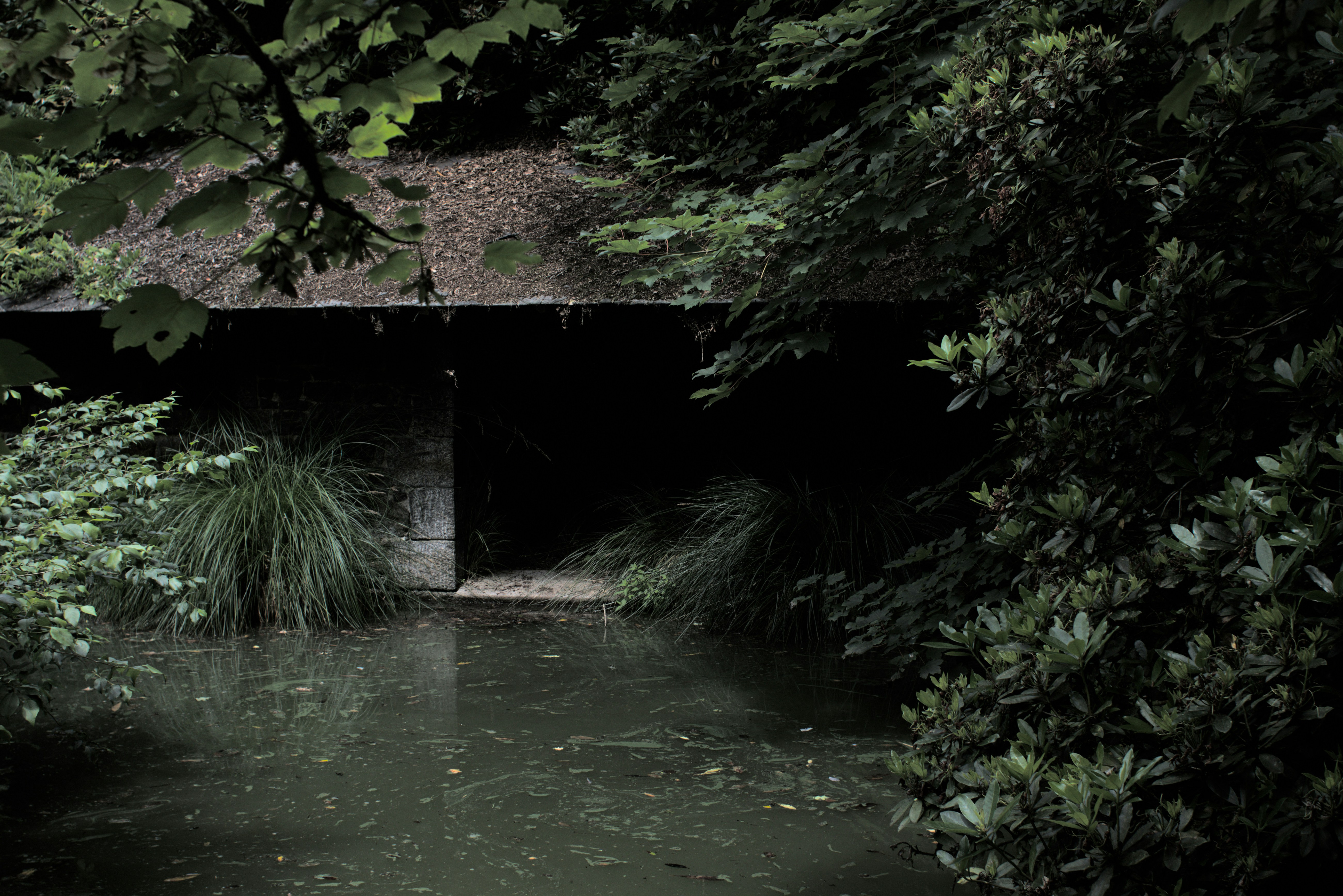 木々が生い茂る森の中を流れる小川