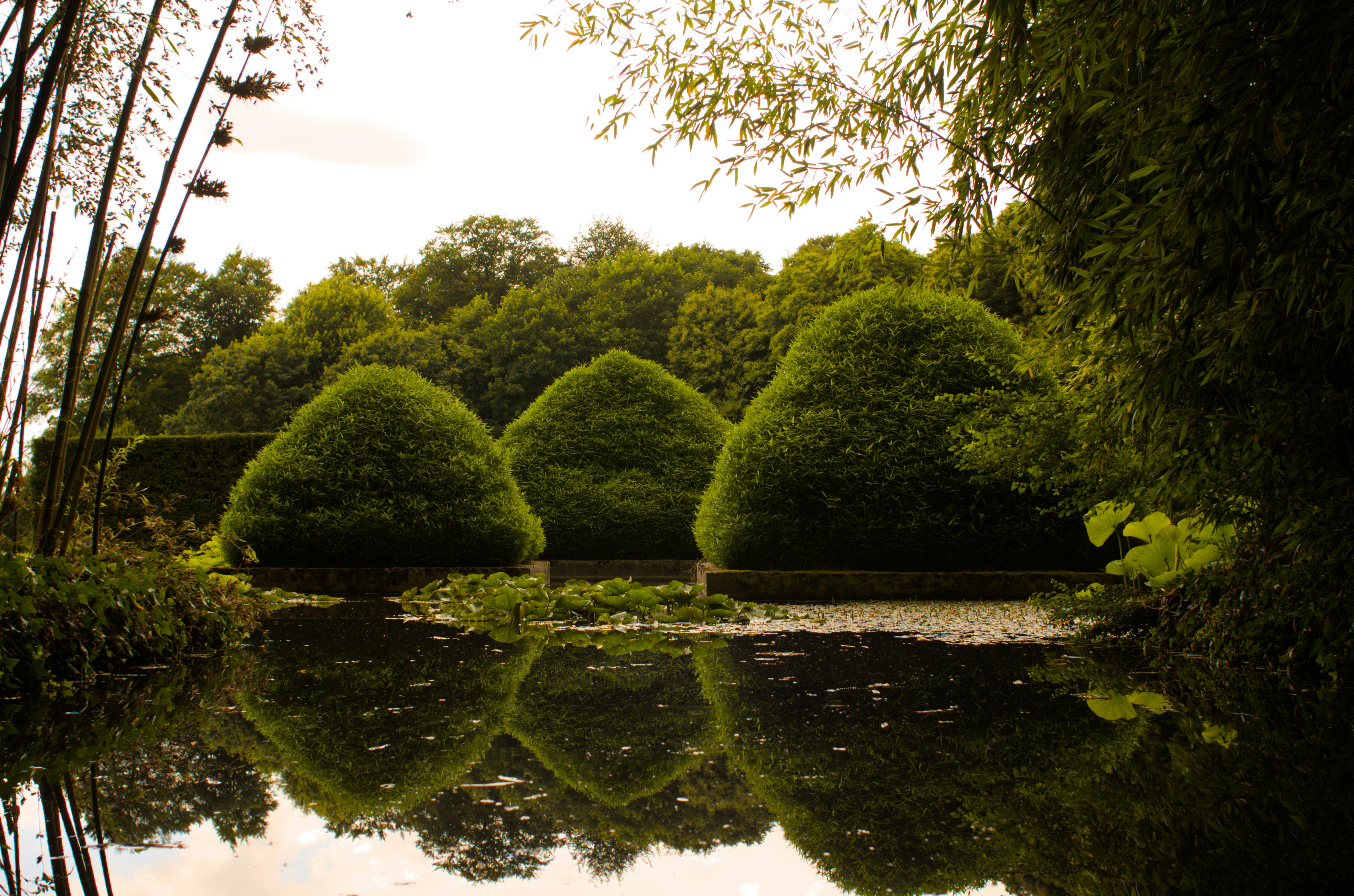 緑豊かな木々や茂みに囲まれた池