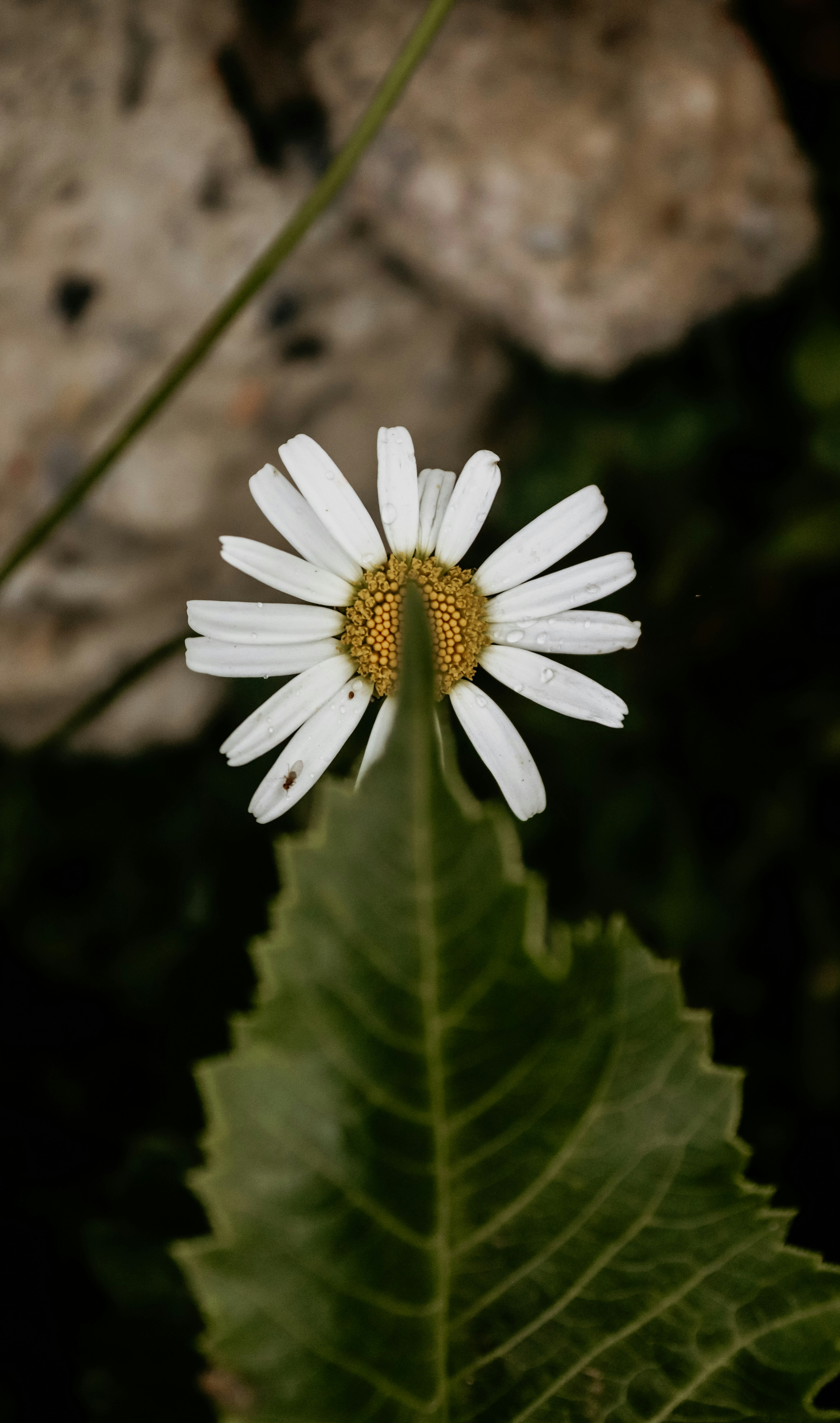 Photo by drphotographer152