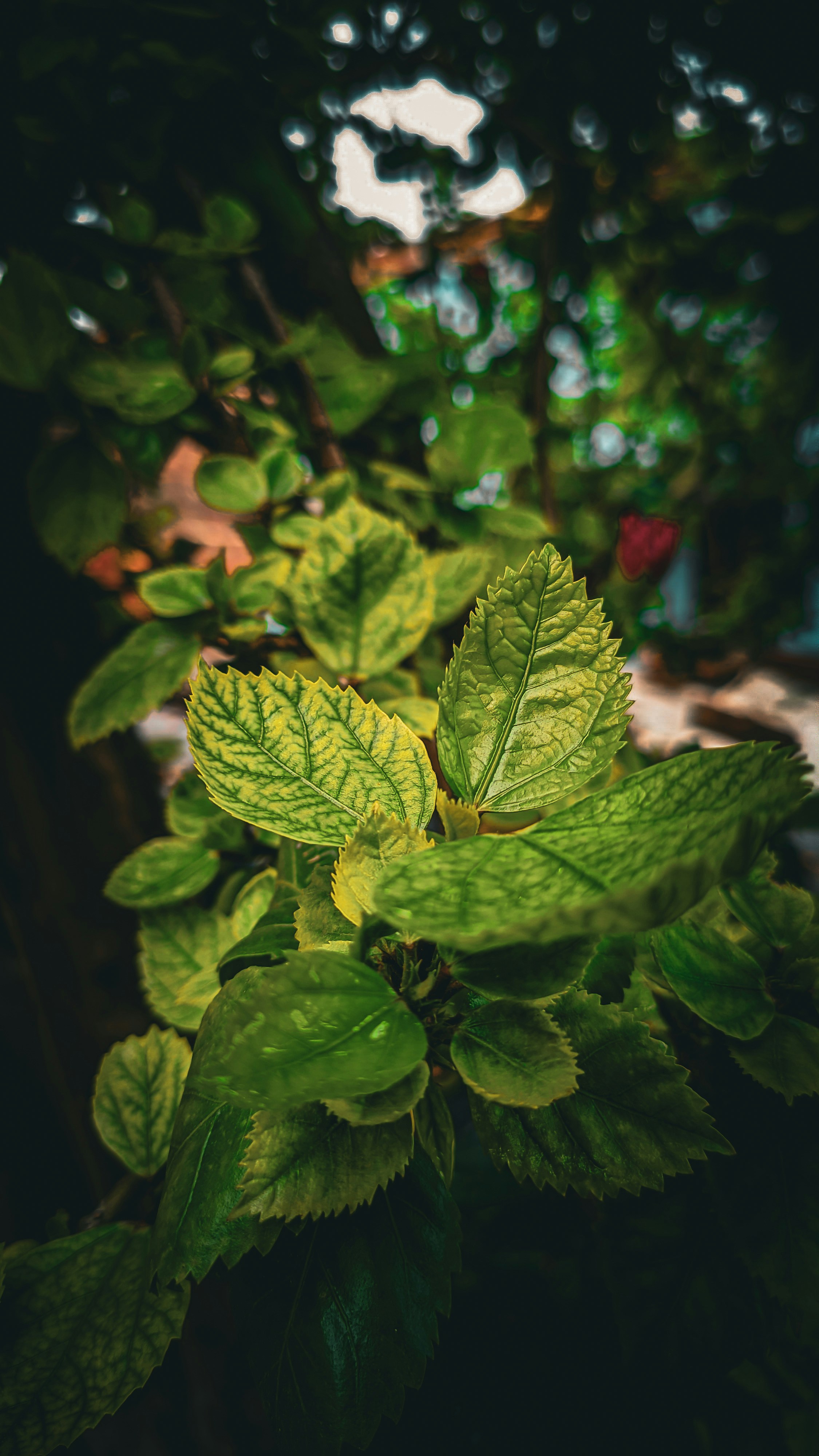 Photo by amanmaurya_117