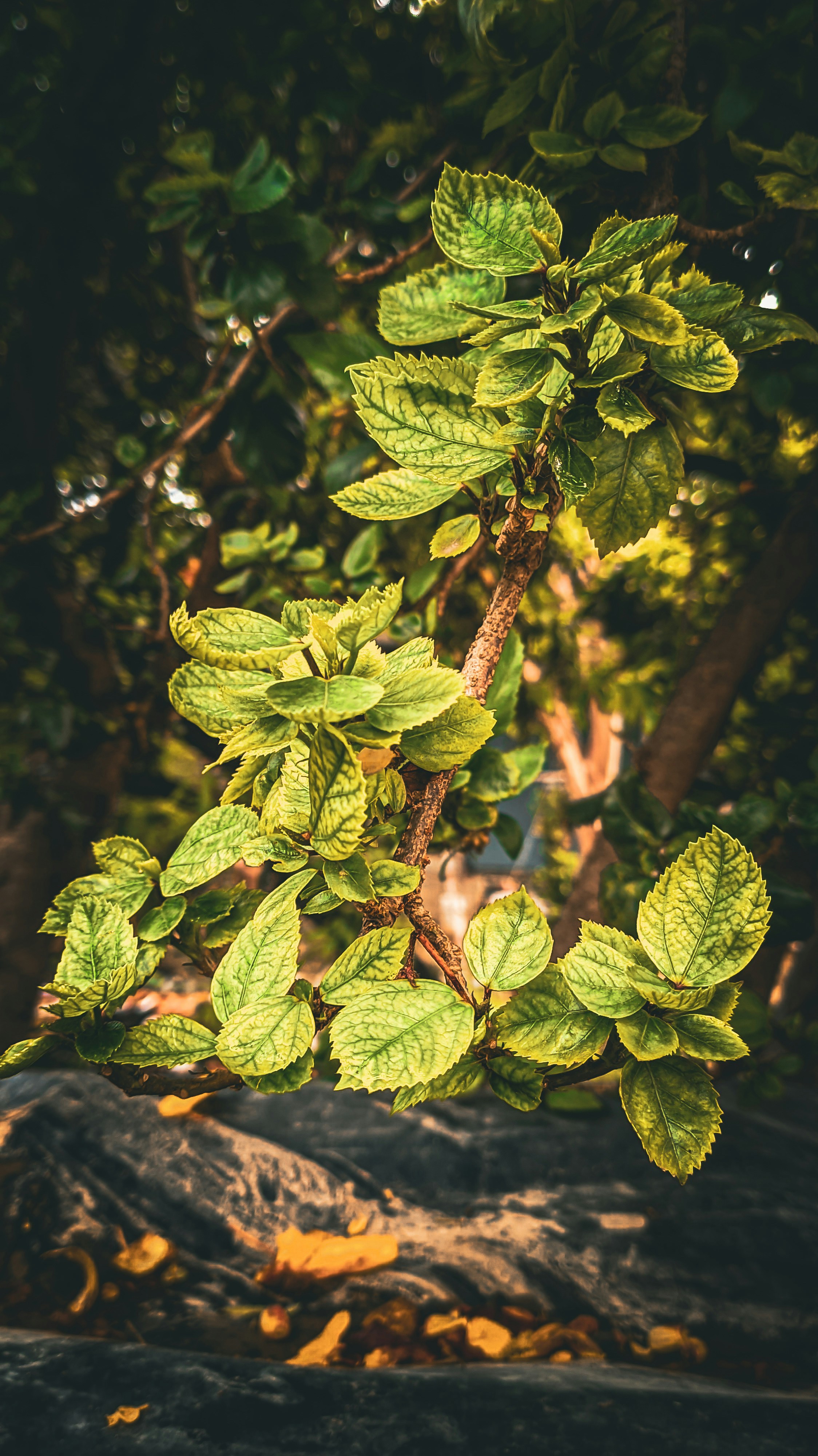 Photo by amanmaurya_117