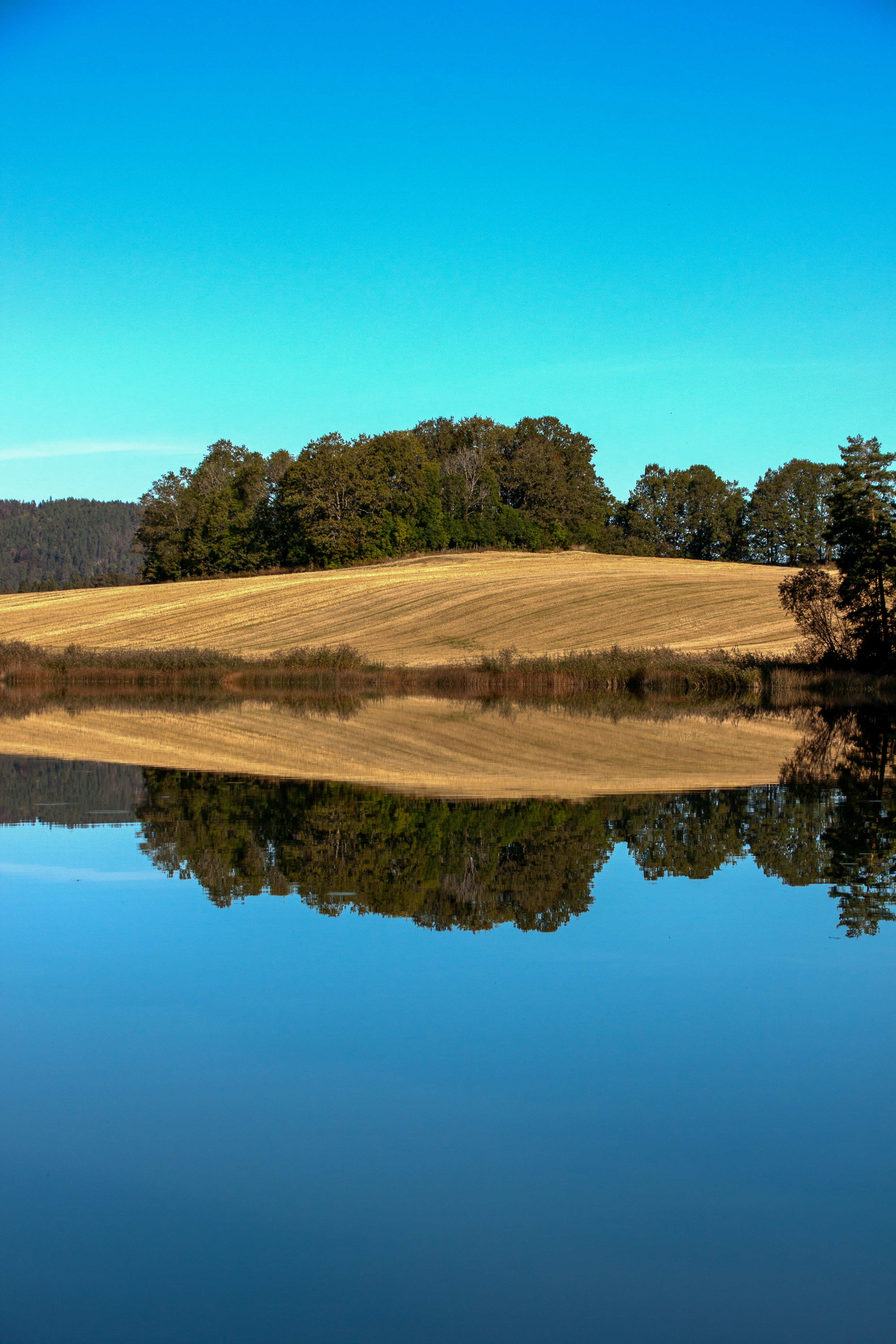 A large body of water surrounded by trees