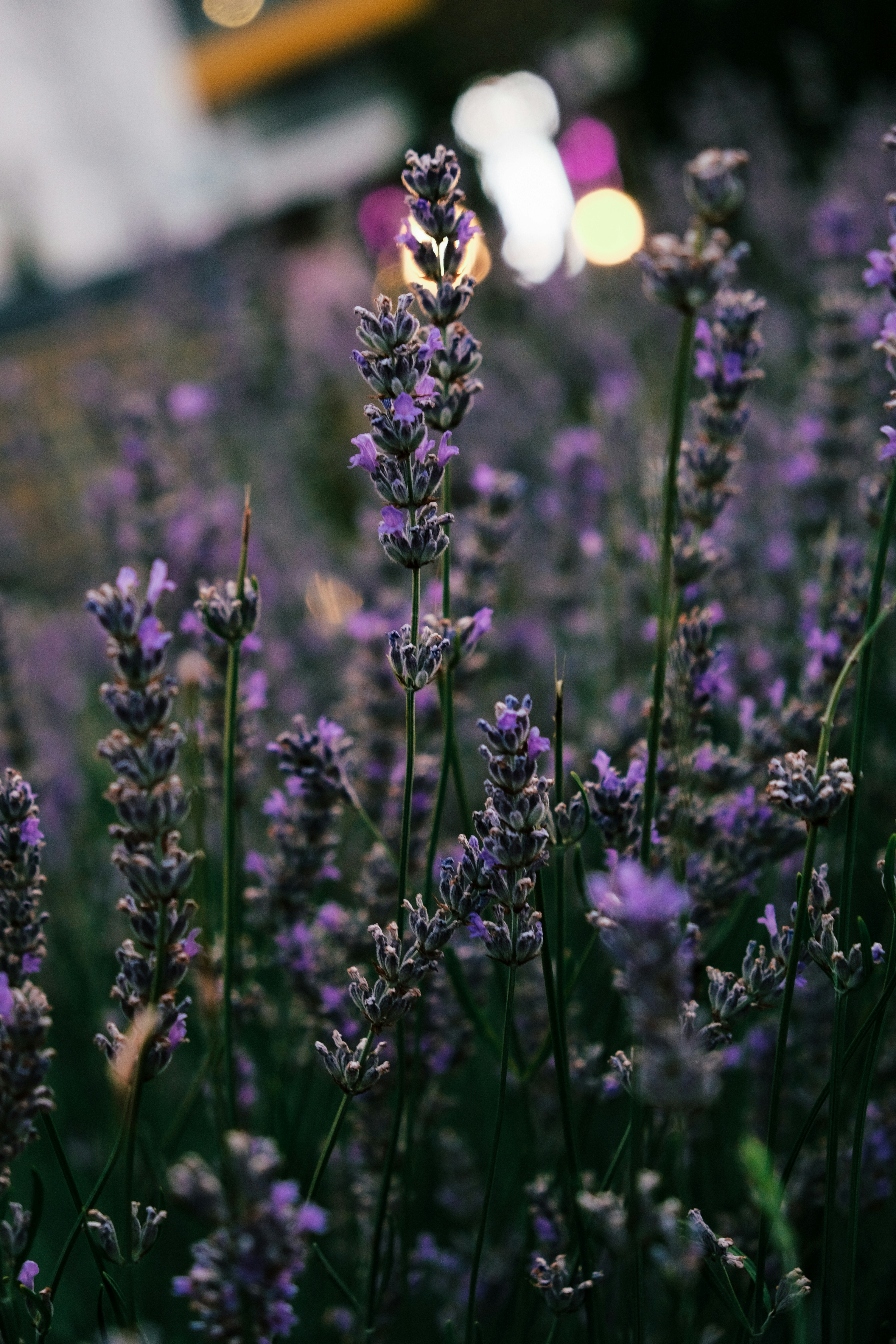 Photo by marishphoto