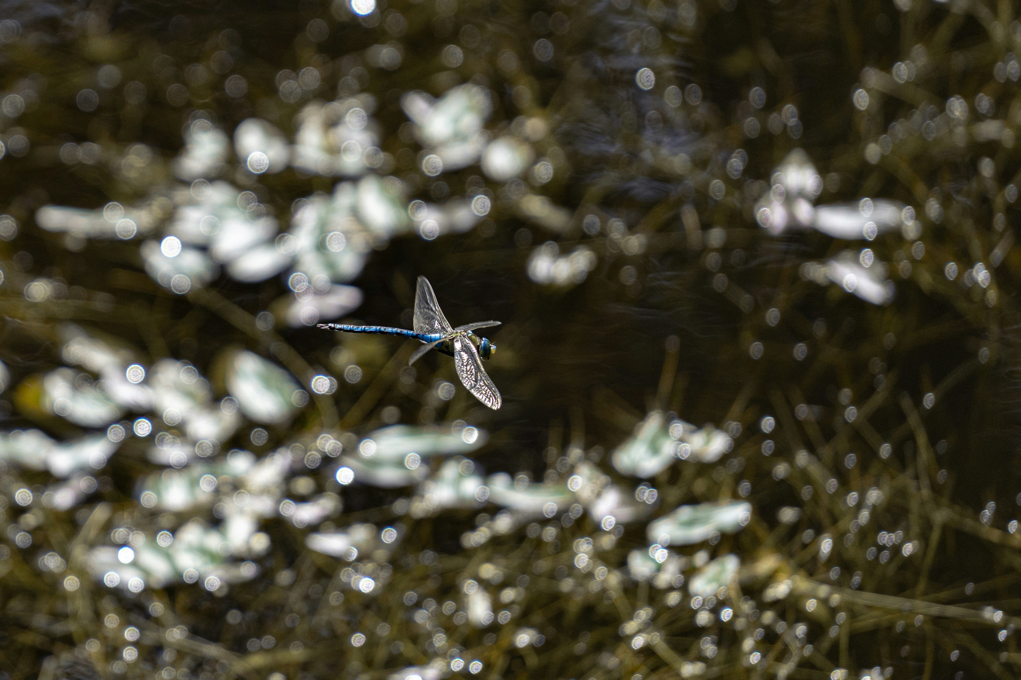 Photo by robertschwarz