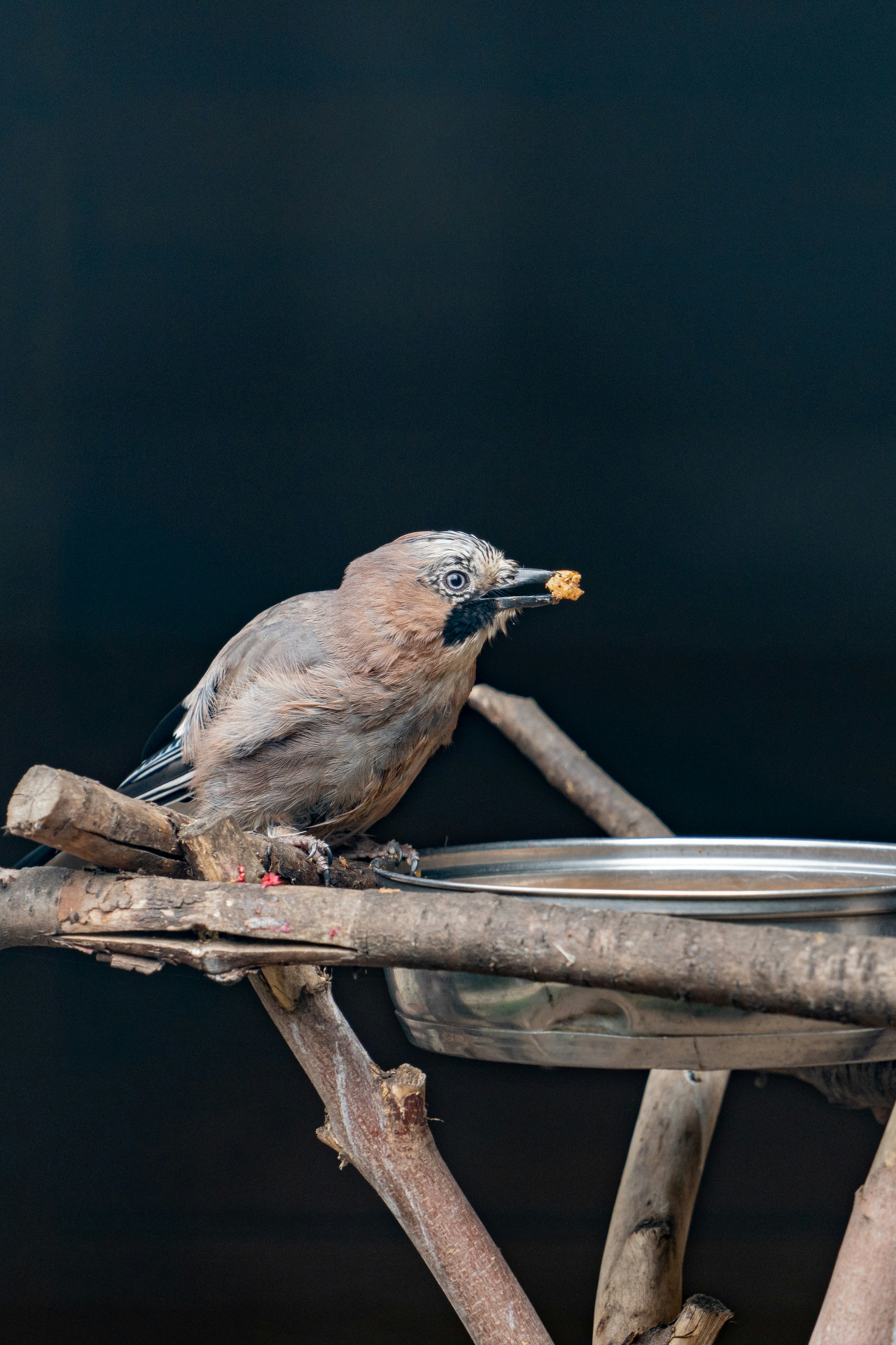 Photo by robertschwarz