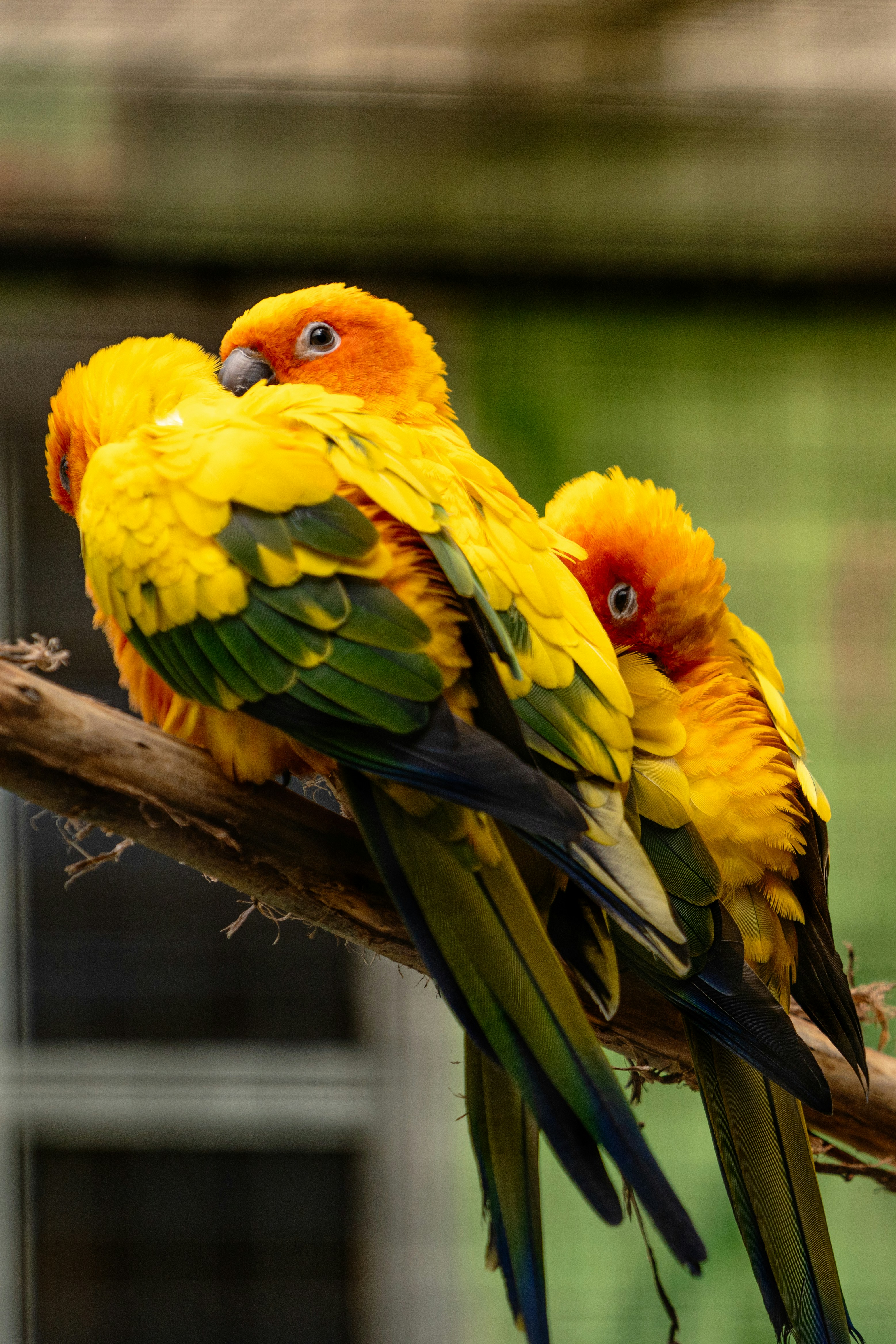 Photo by robertschwarz