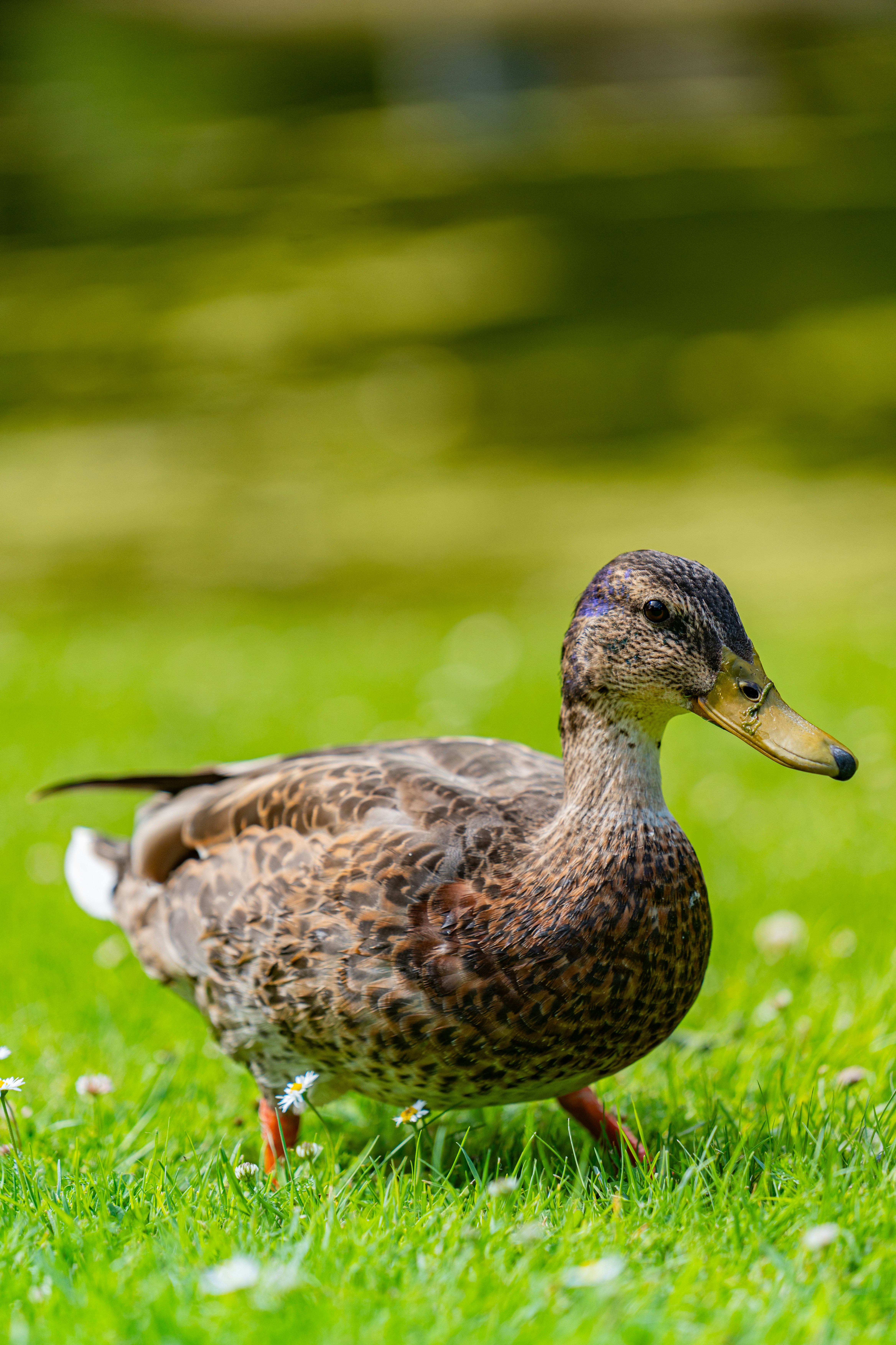 Photo by robertschwarz