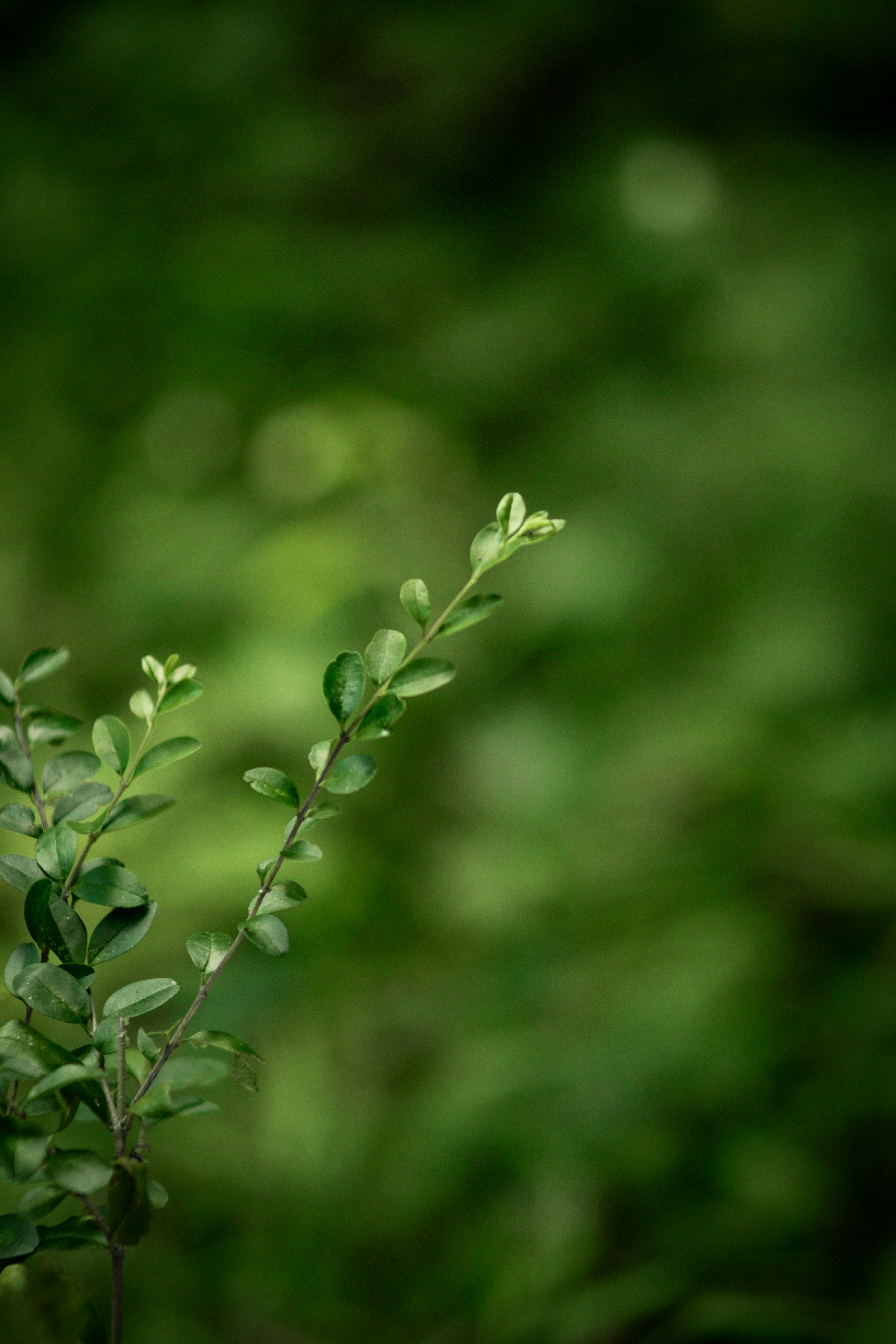 Photo by tyler_icenhour