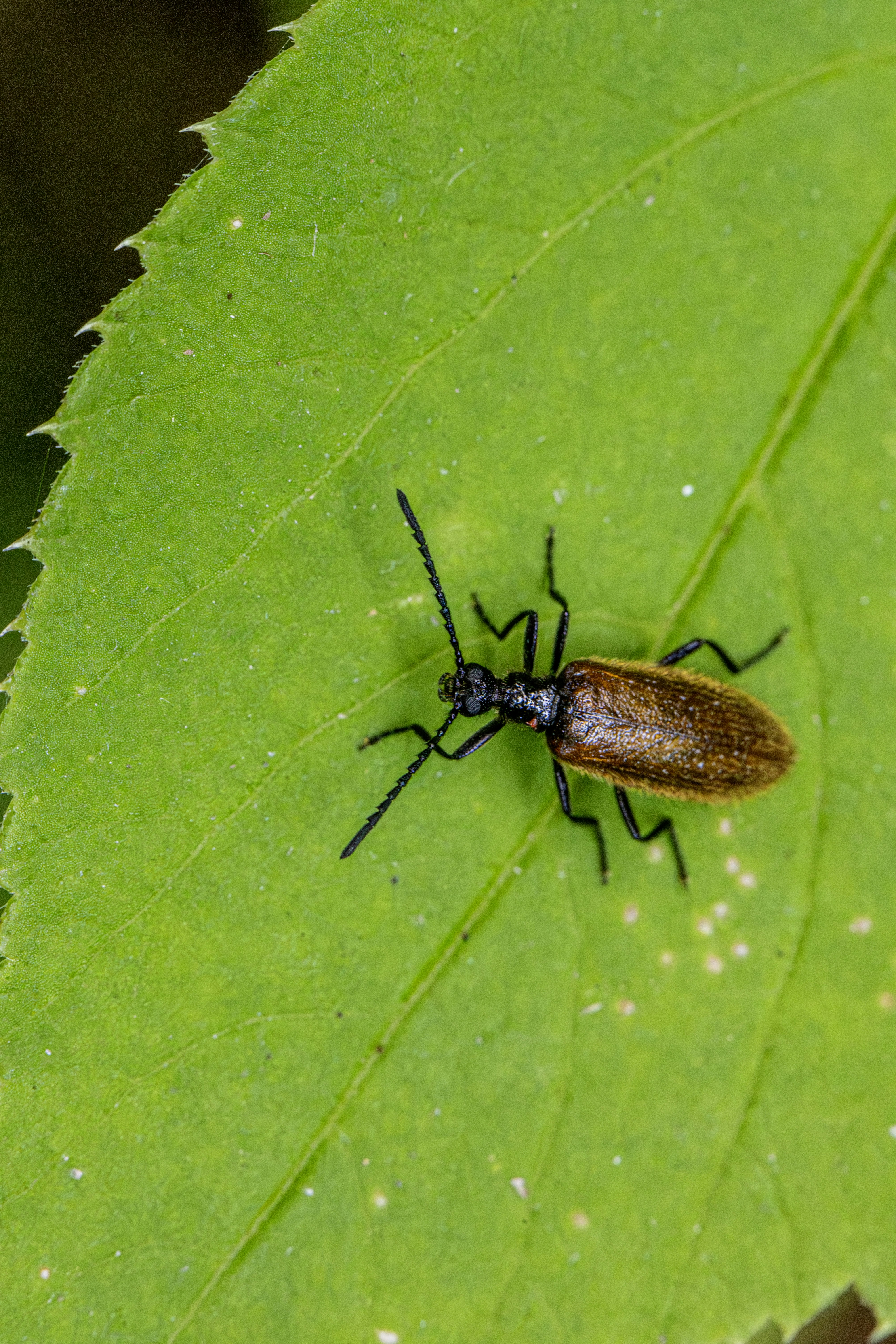 A brown bug sitting on top of a green leaf photo – Free Image on Unsplash
