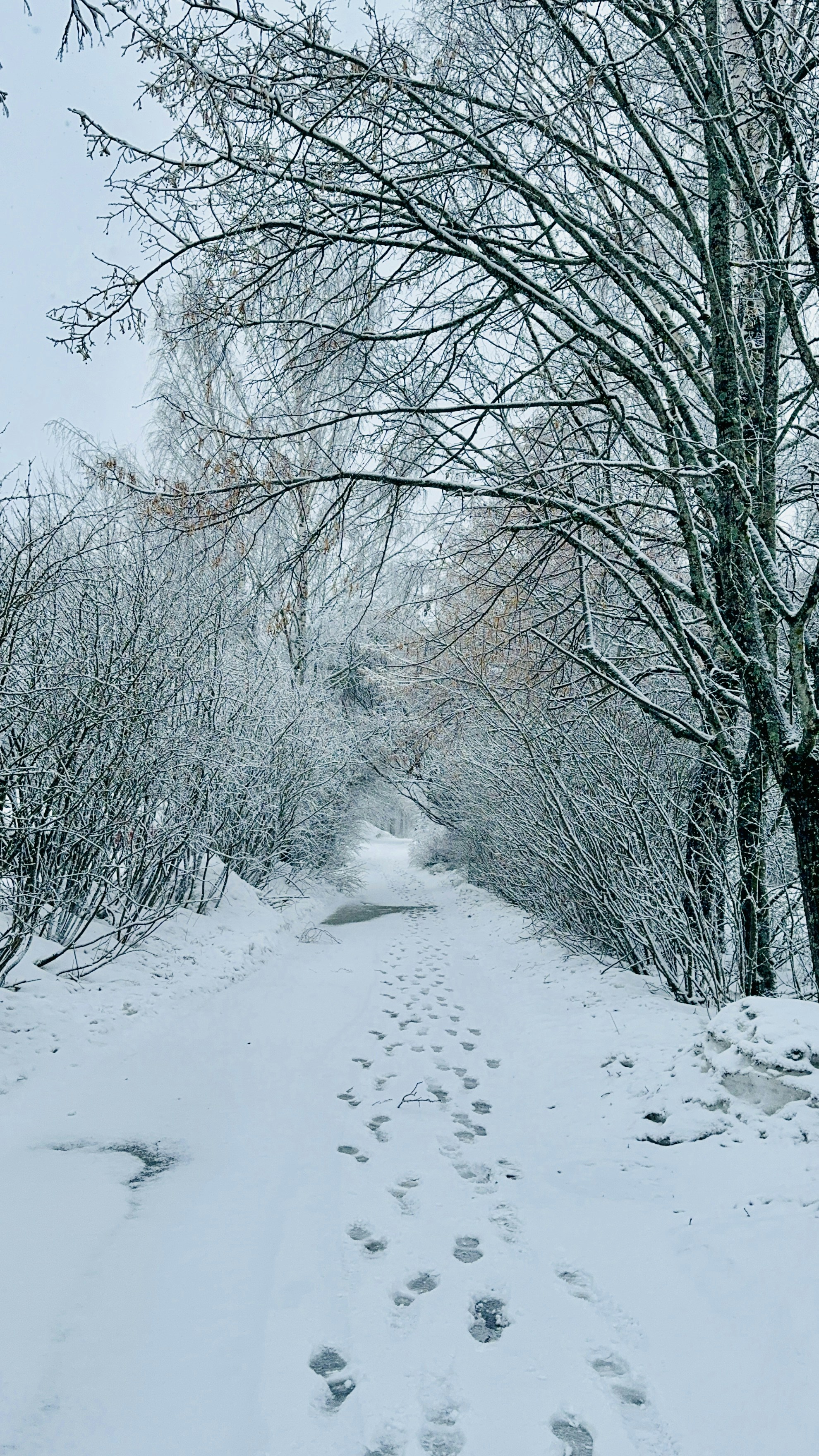 A snowy path with footprints in the snow