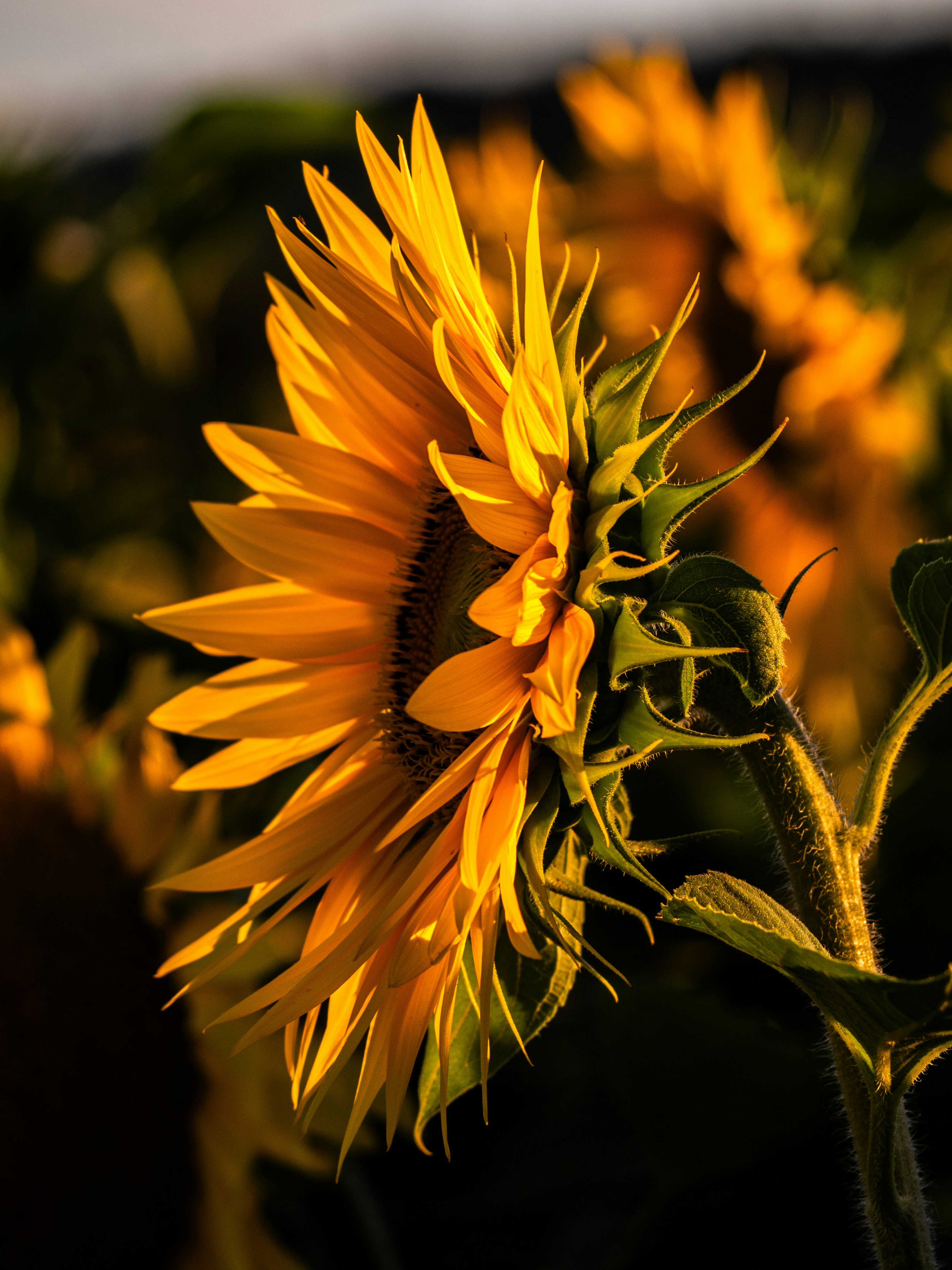 The Gift of Knowledge