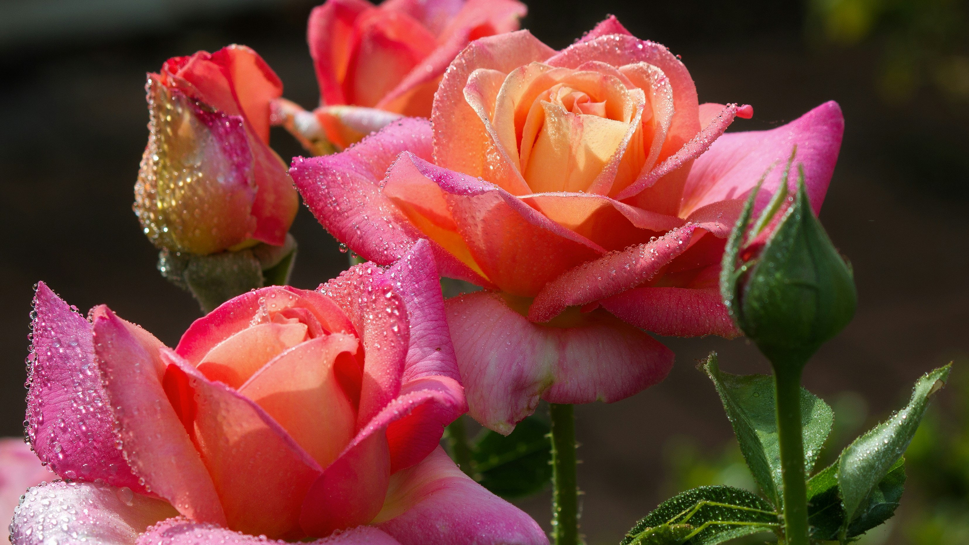 Photo by imwilliamwilliams