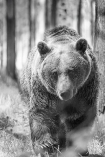 A large brown bear walking through a forest