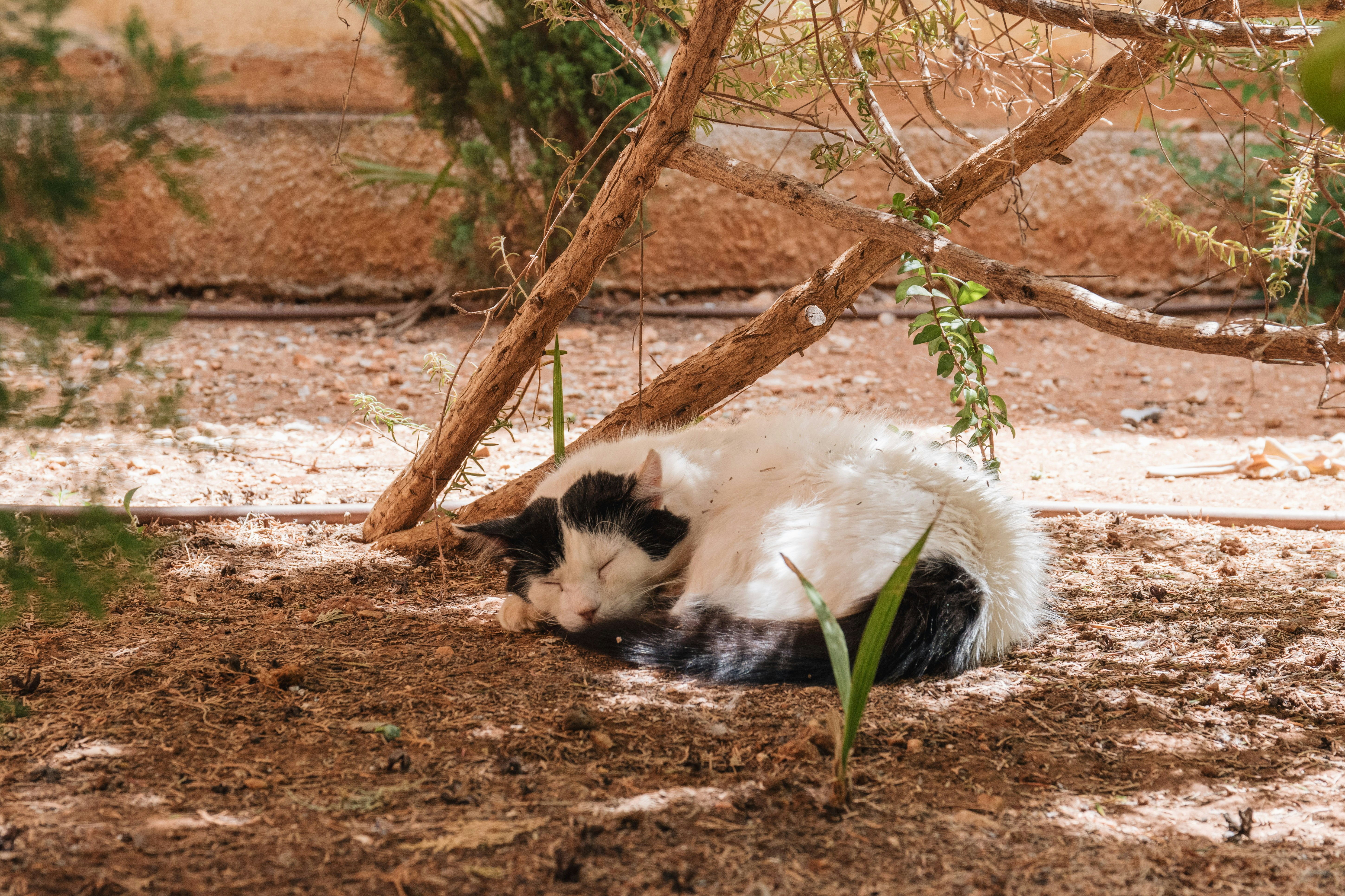 A black and white dog laying on the ground under a tree