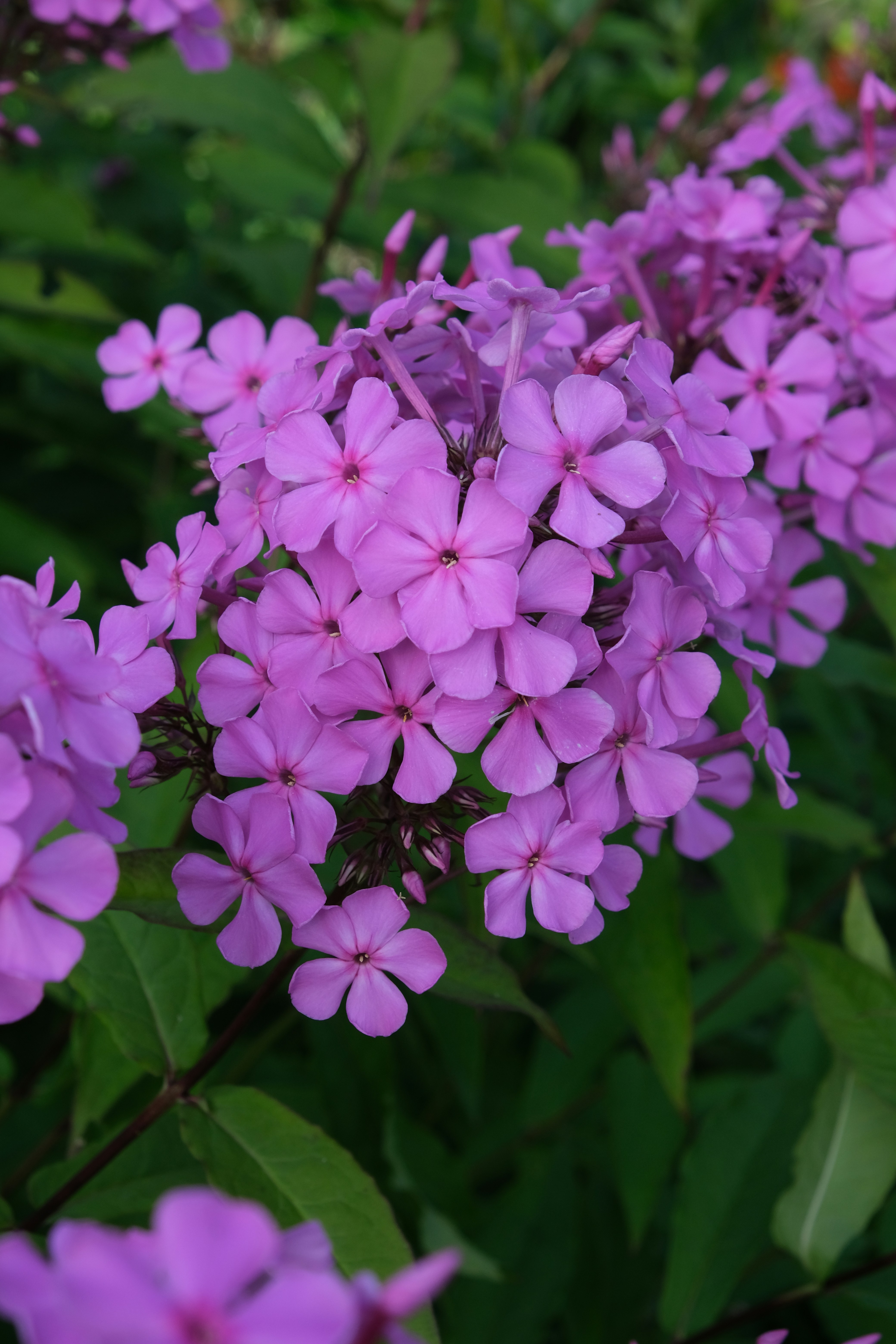 Photo by artemis_ray