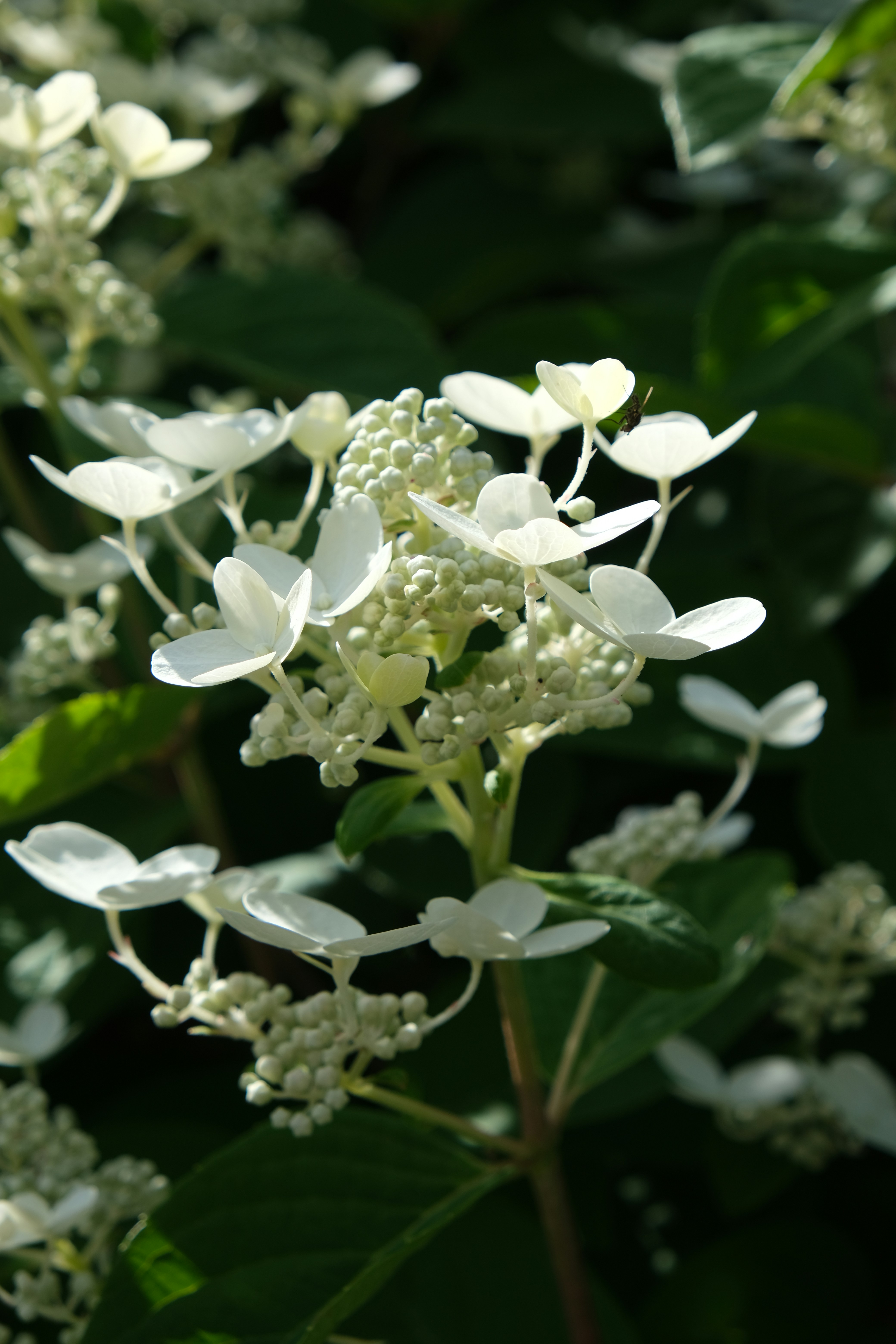 Photo by artemis_ray