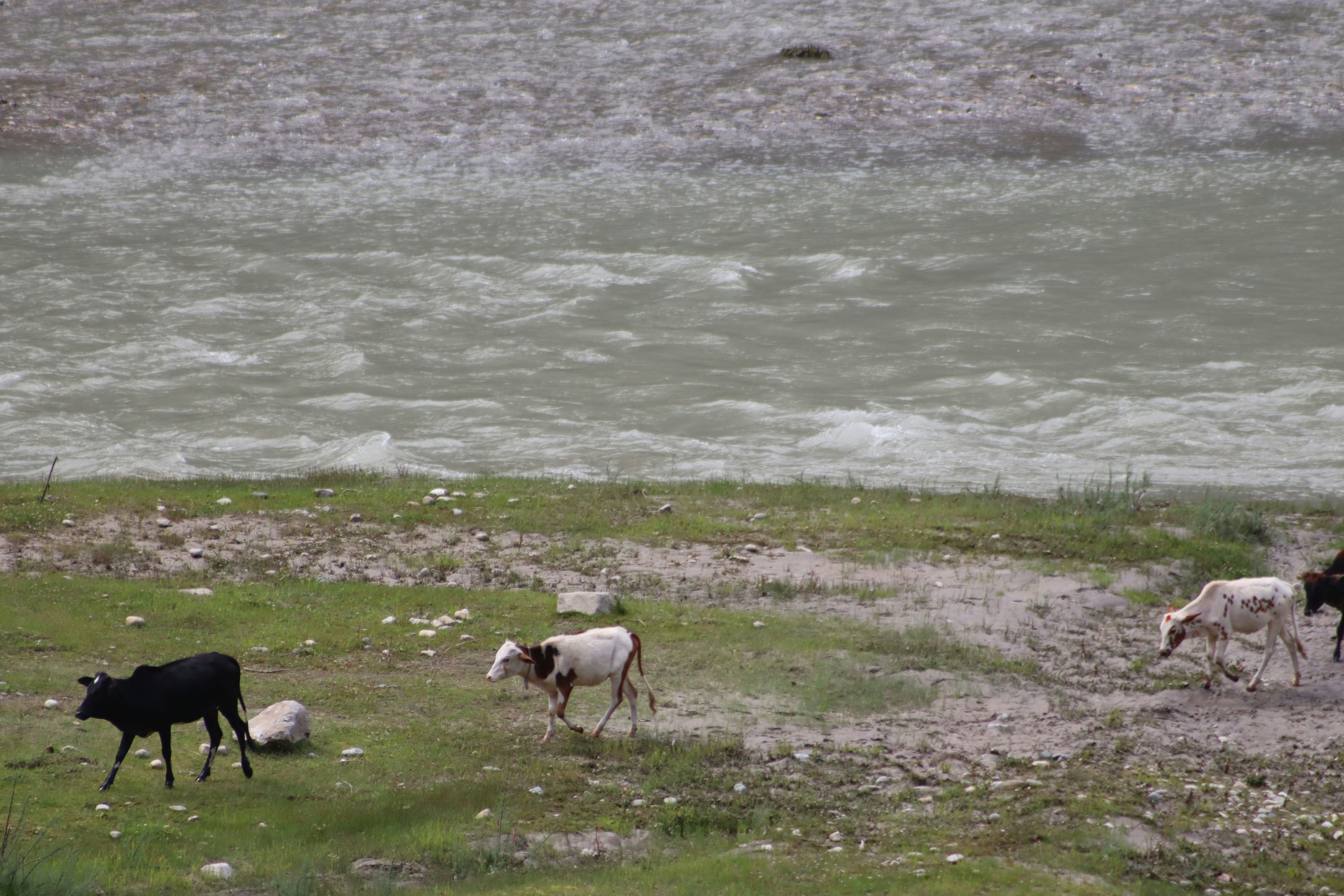 A herd of sheep walking across a lush green field