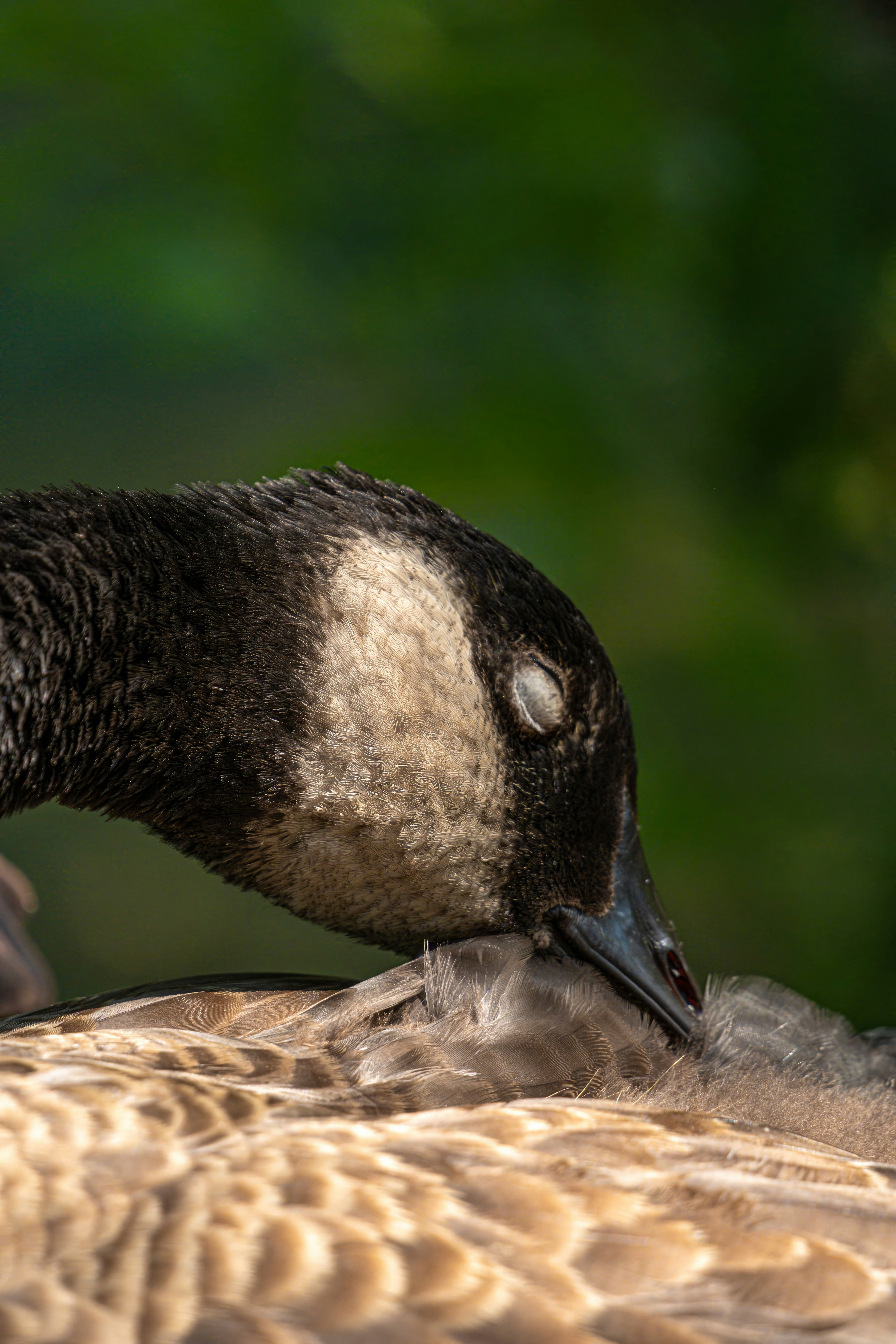 Photo by alexandredaoust