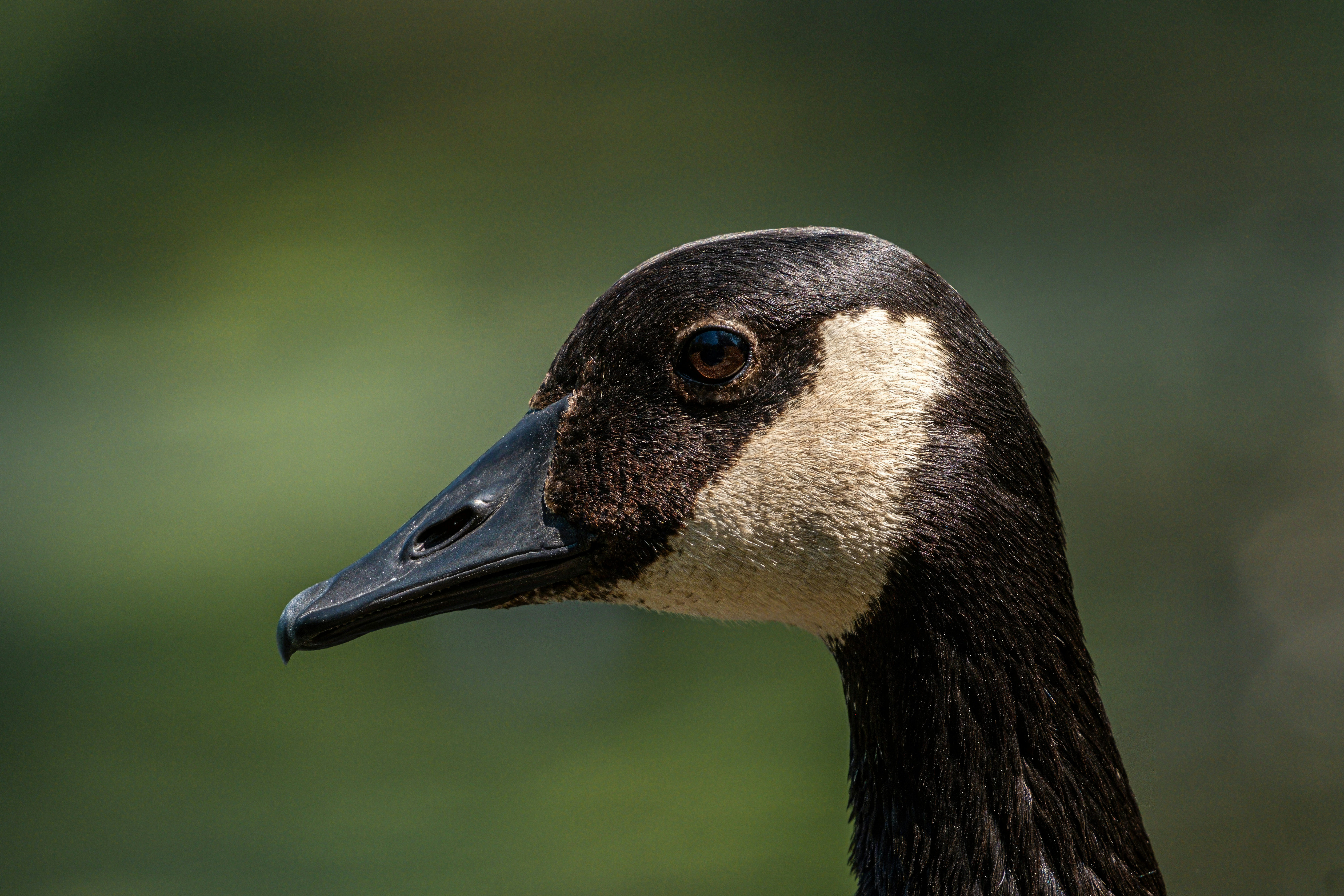 Photo by alexandredaoust