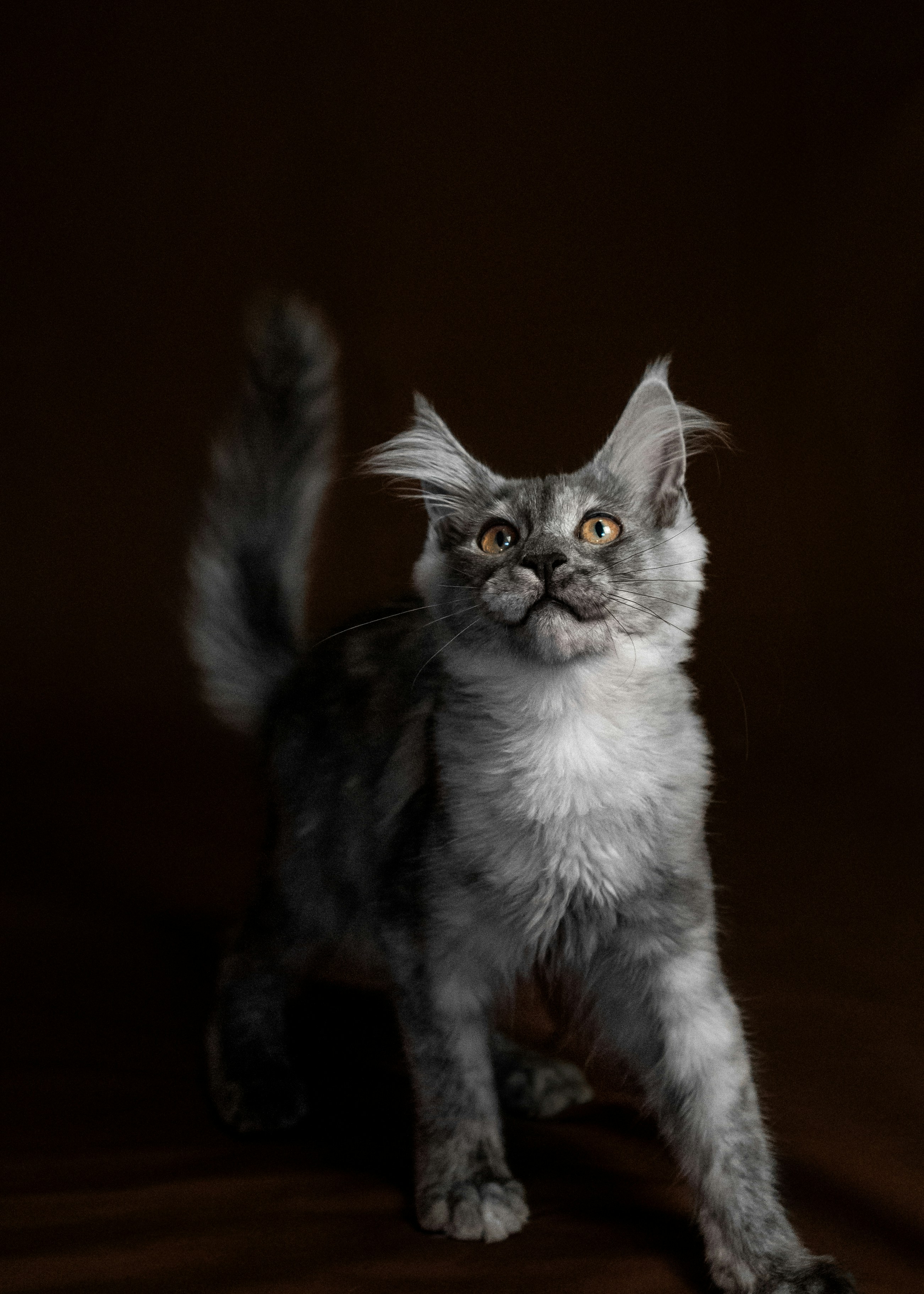 Animales, Gato, Gatito, Gatito, Rayado, Niza, Cariño fondo de pantalla del  teléfono | Pxfuel, image size:3000x4200