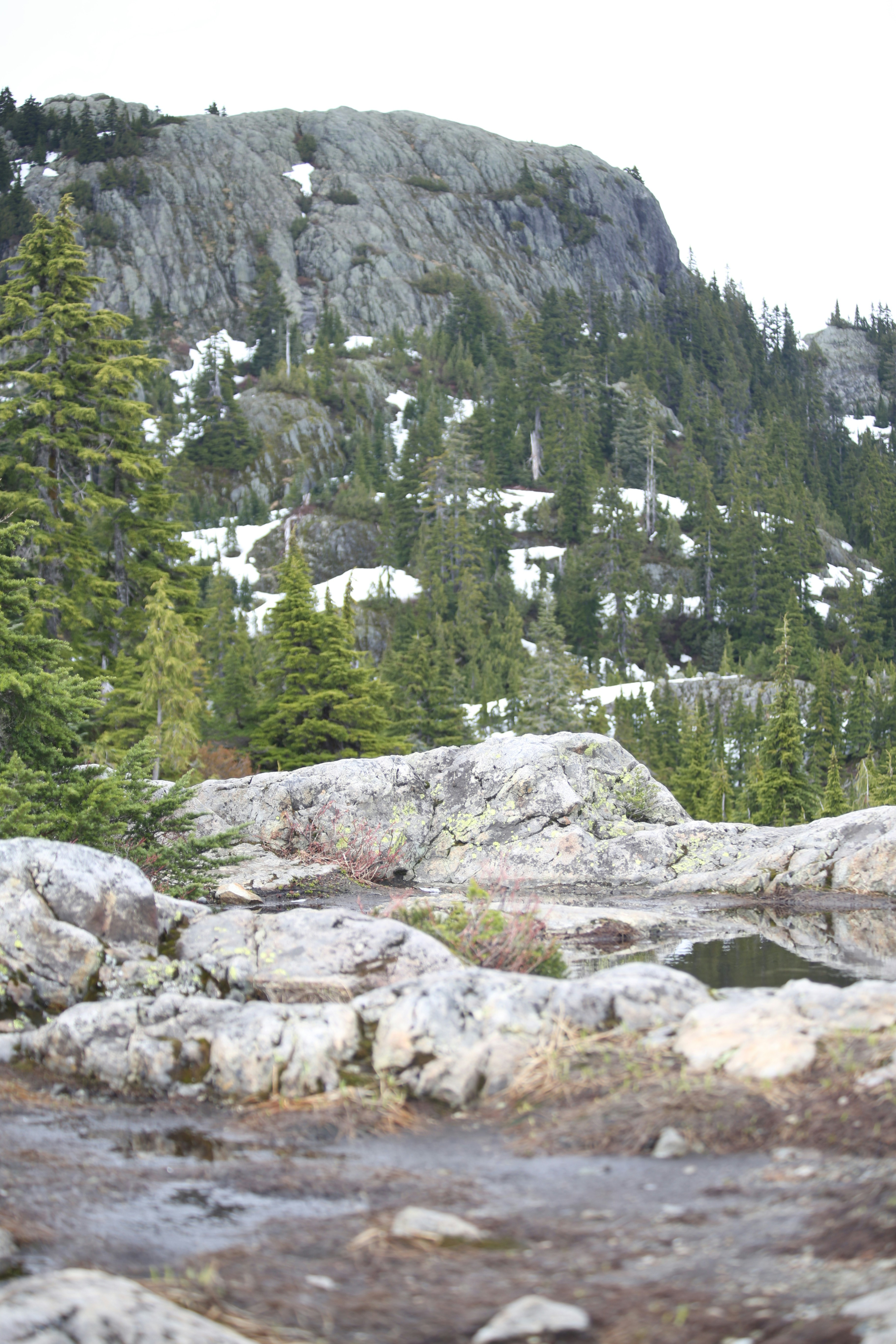 A bear standing on top of a rocky hillside