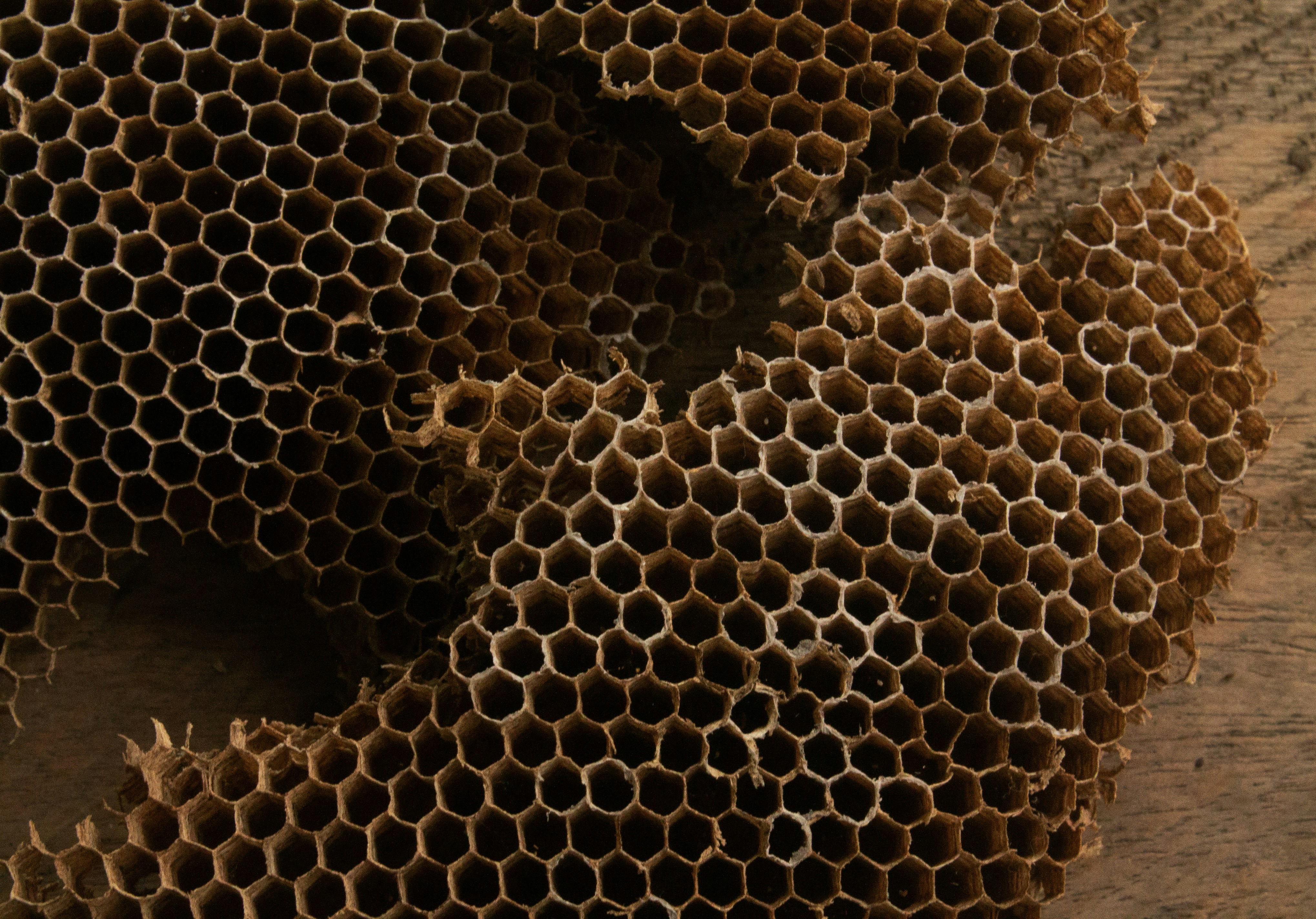 Photo by maafeespitia