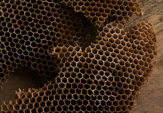 A close up of a piece of honeycomb on a table