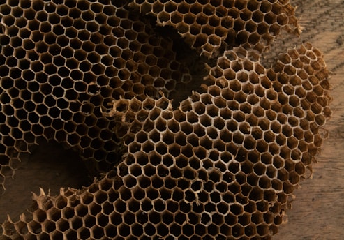 A close up of a piece of honeycomb on a table