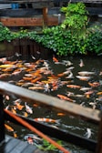 A group of fish swimming in a pond