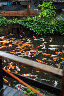 A group of fish swimming in a pond
