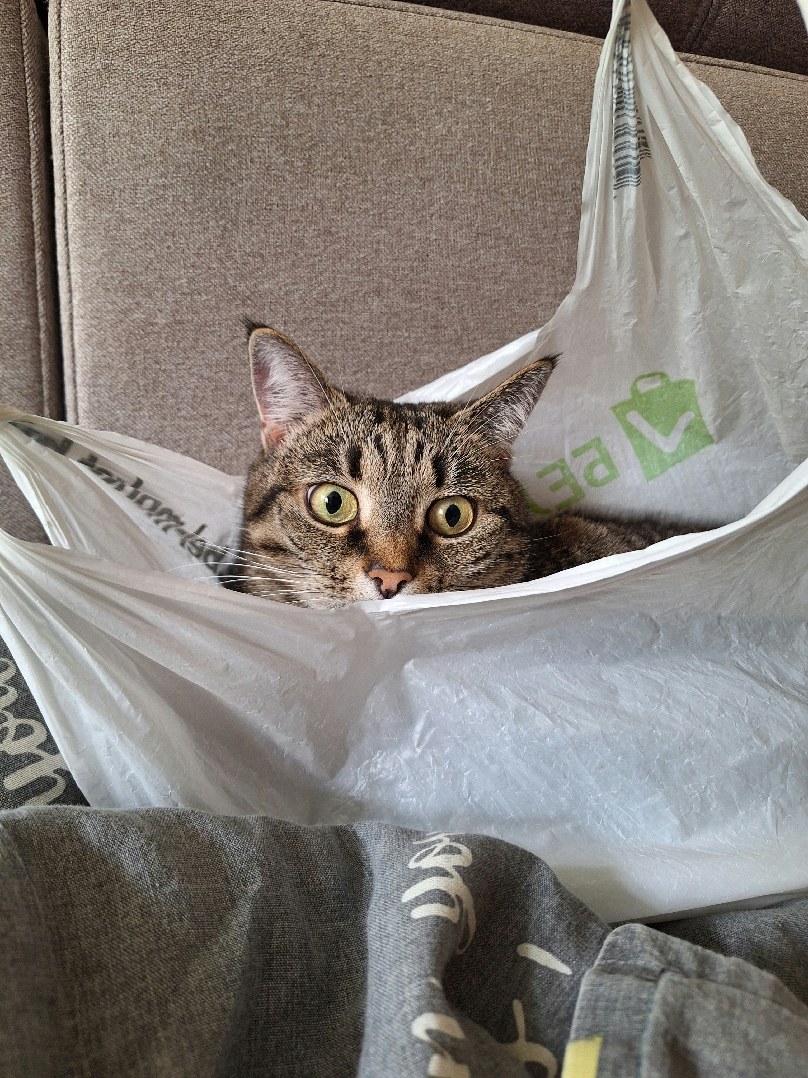 9. Plastic Bags: Crinkly and Creepy (image credits: unsplash)