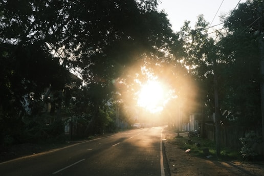 The sun is shining through the trees on the side of the road