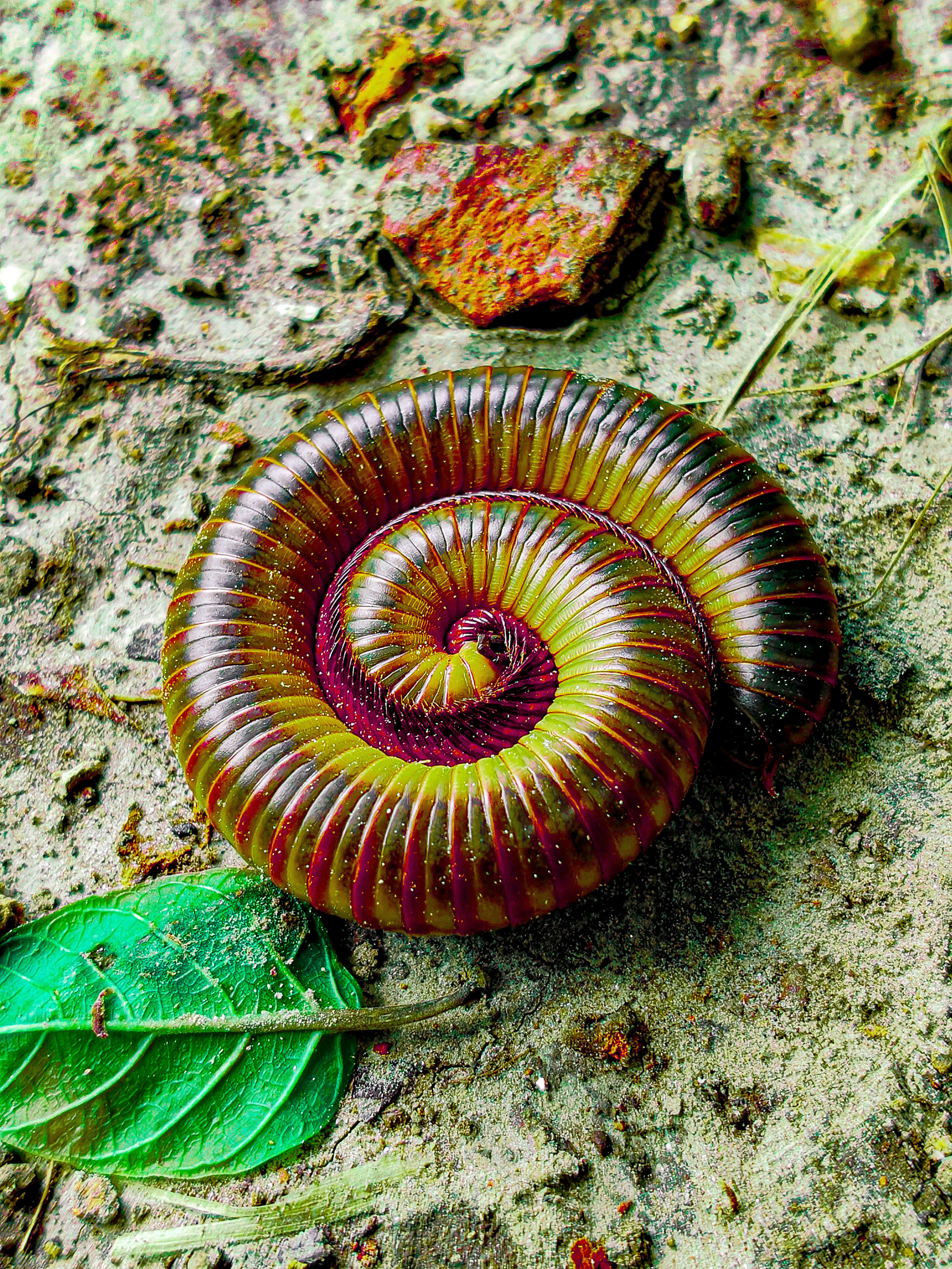 Wormsloe Historic Site photo 2