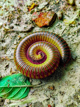 A close up of a snail on the ground