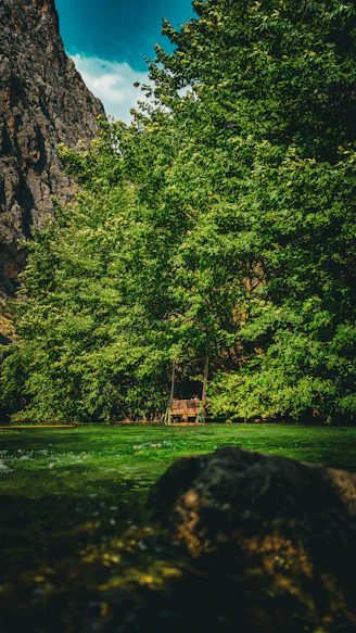 A river running through a lush green forest