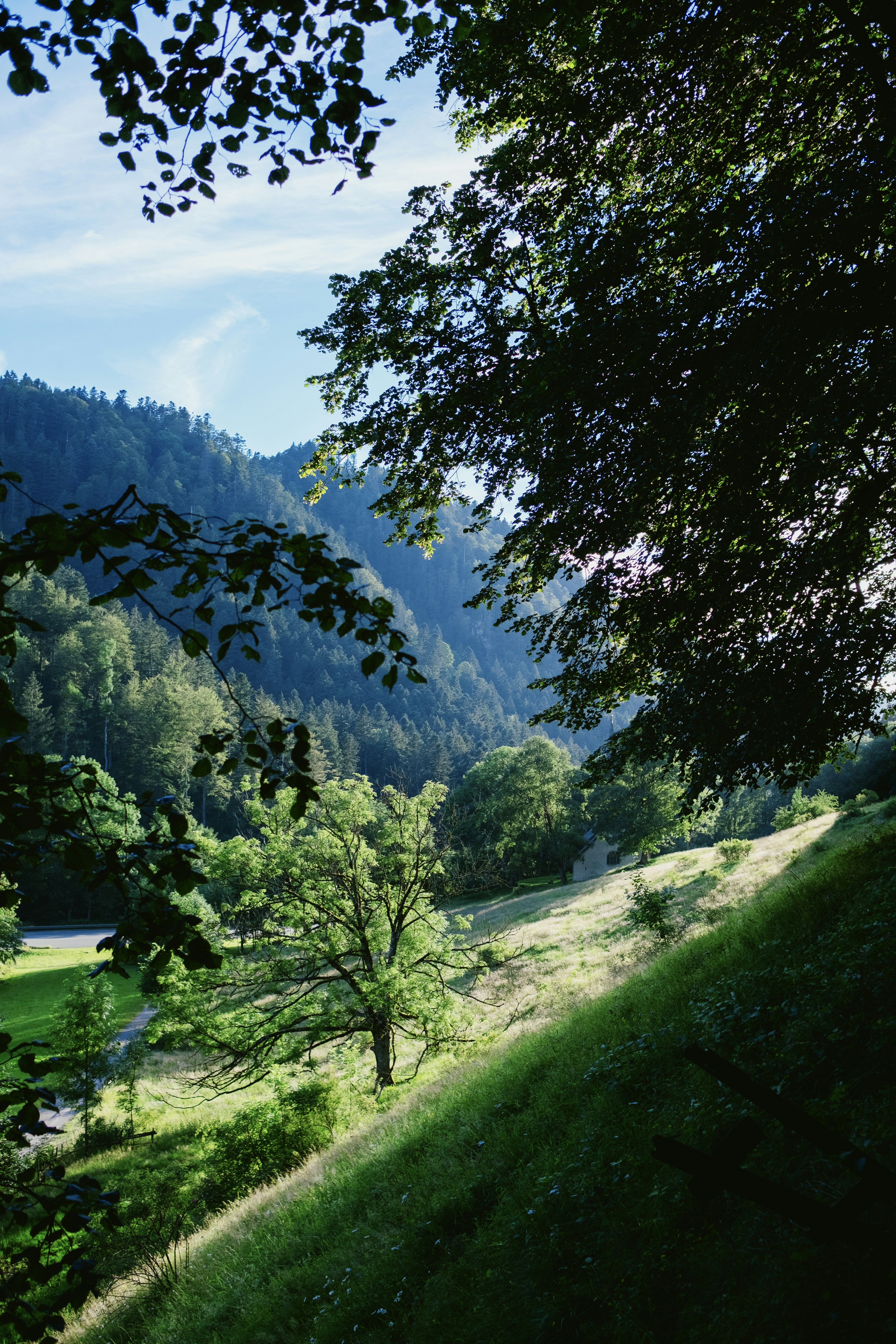 Ein saftig grüner Hügel, der mit vielen Bäumen bedeckt ist