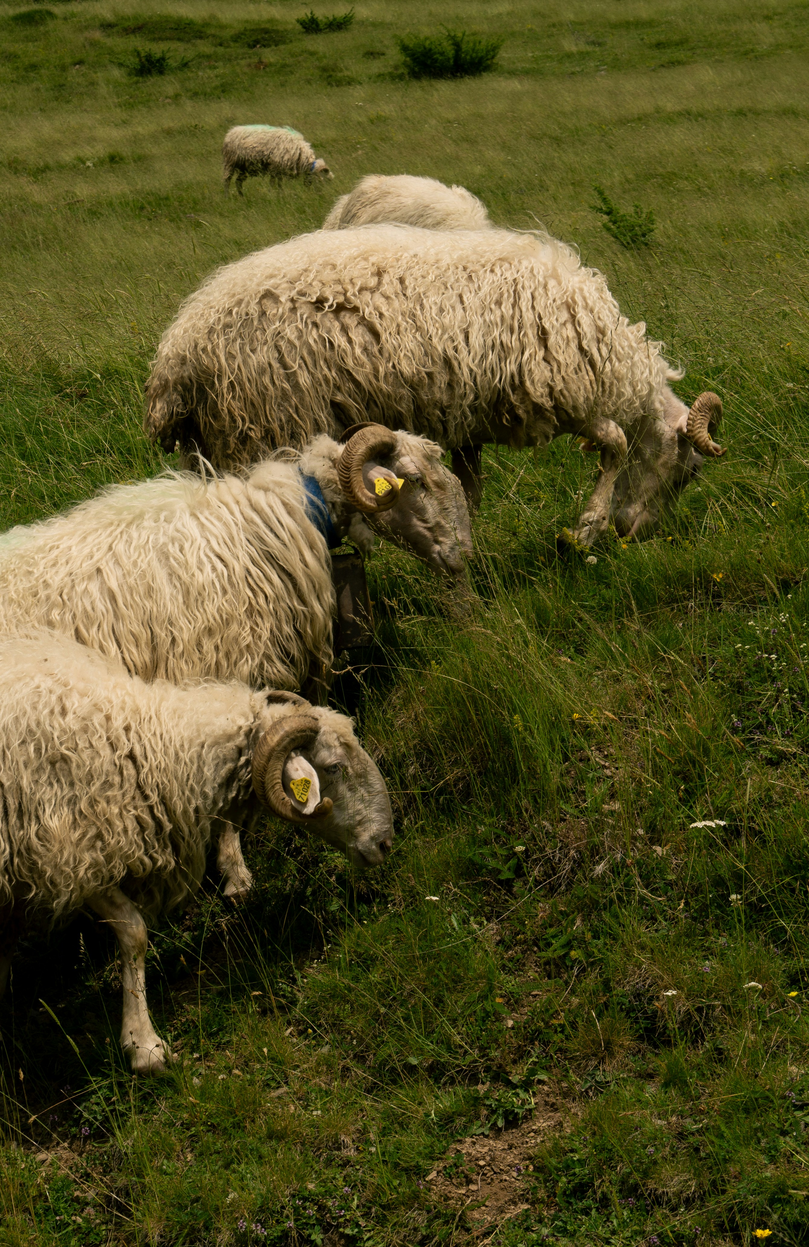 Photo by elisabertoja