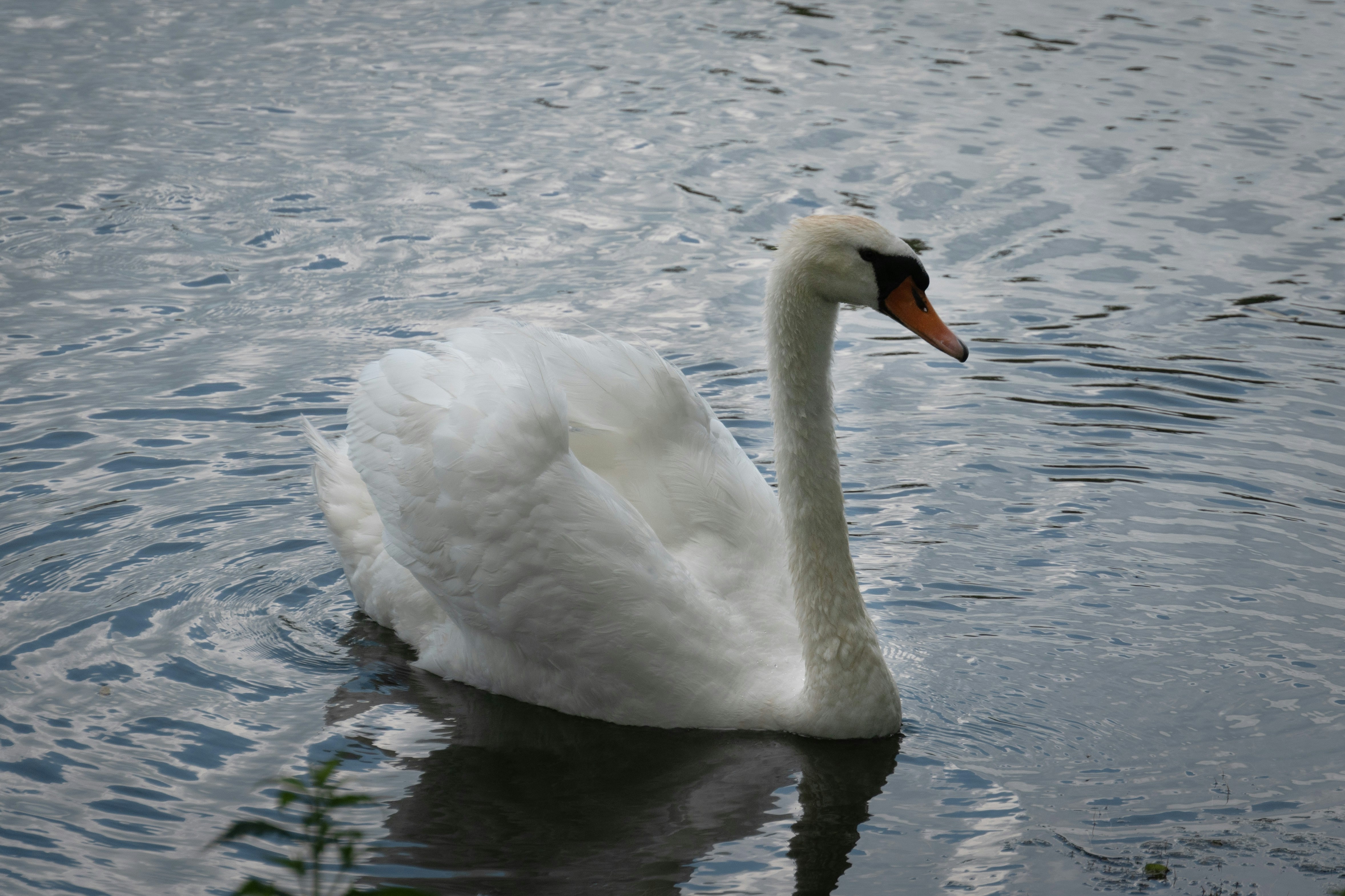 Photo by elisabertoja