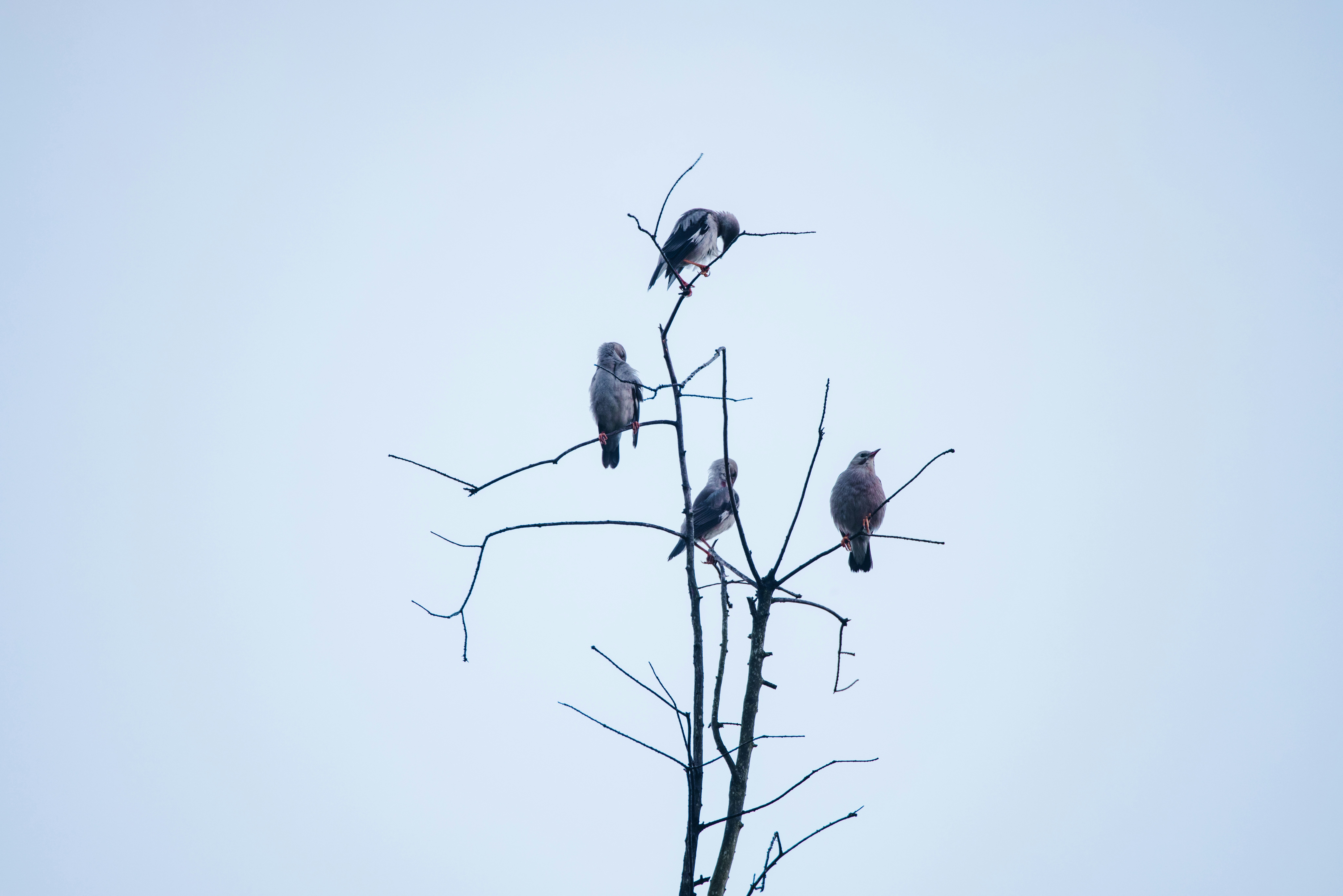 Photo by dickenslin76