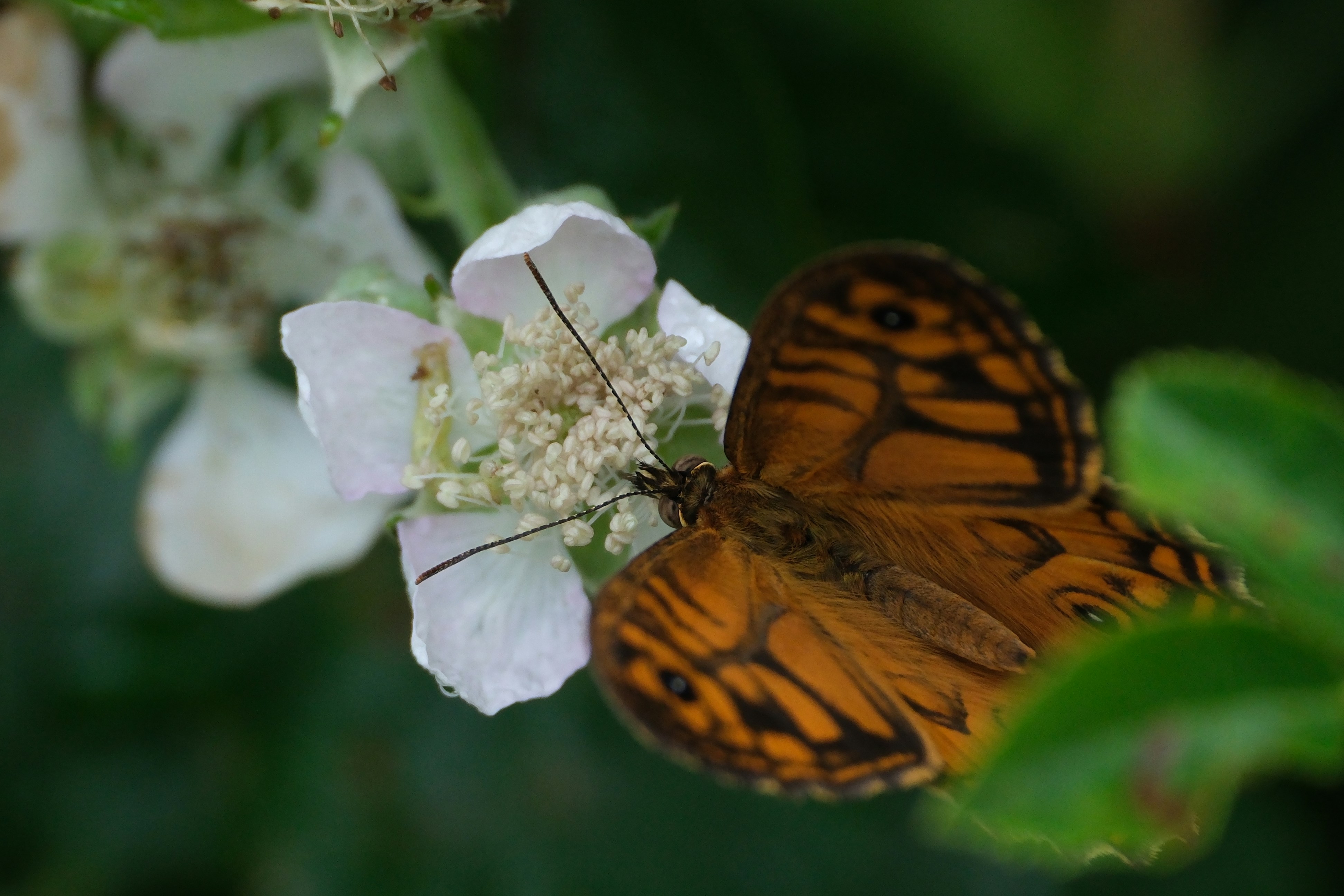 Photo by waltc