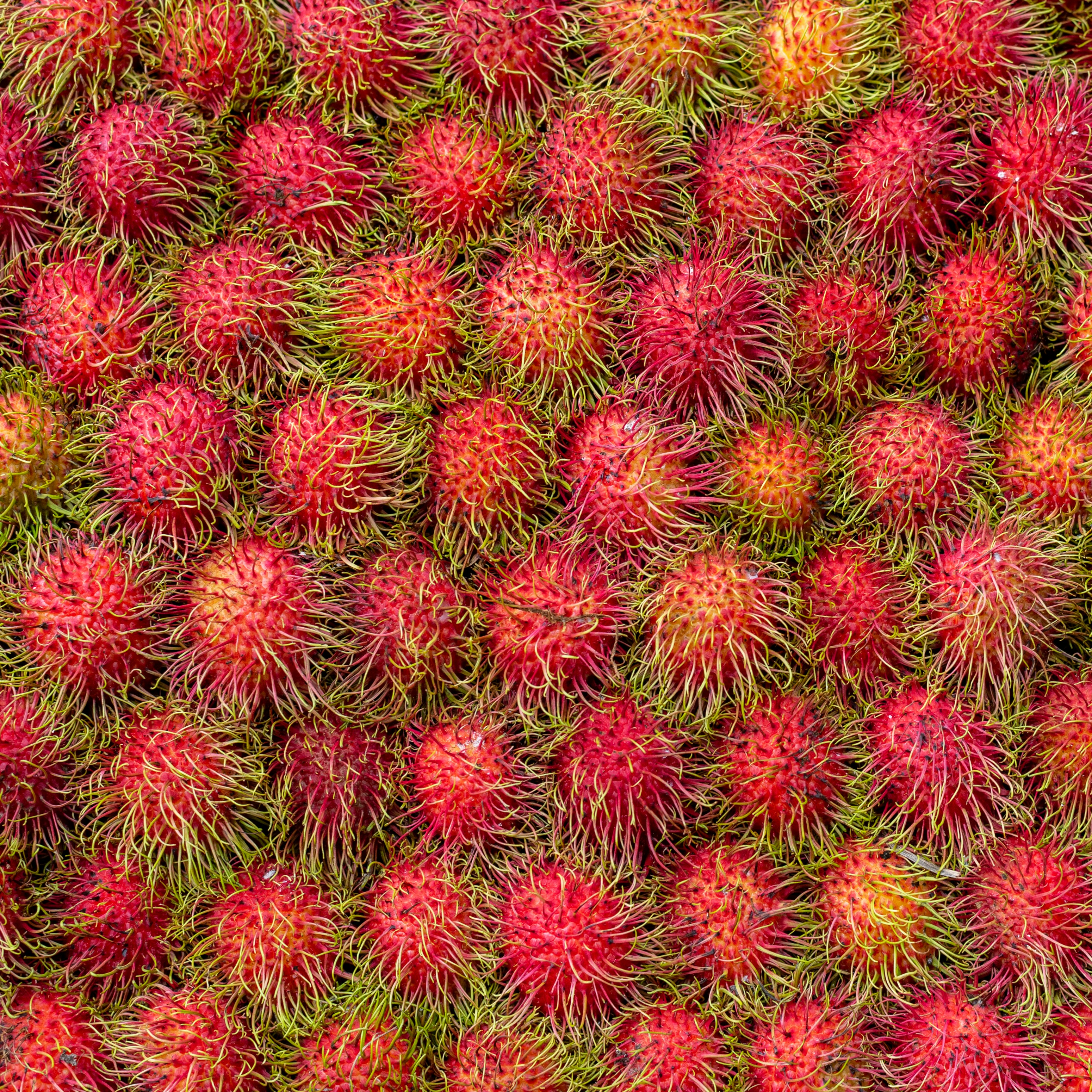 A close up of a bunch of red flowers