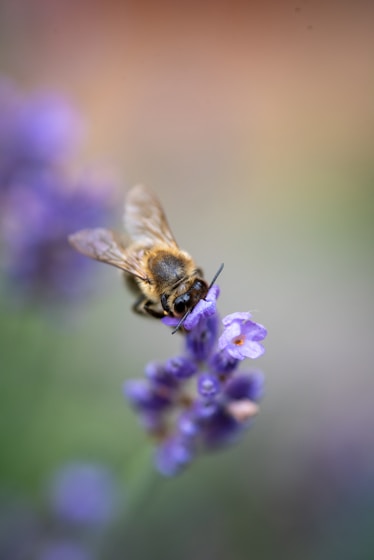 A bee collecting nectar from a lavender flower