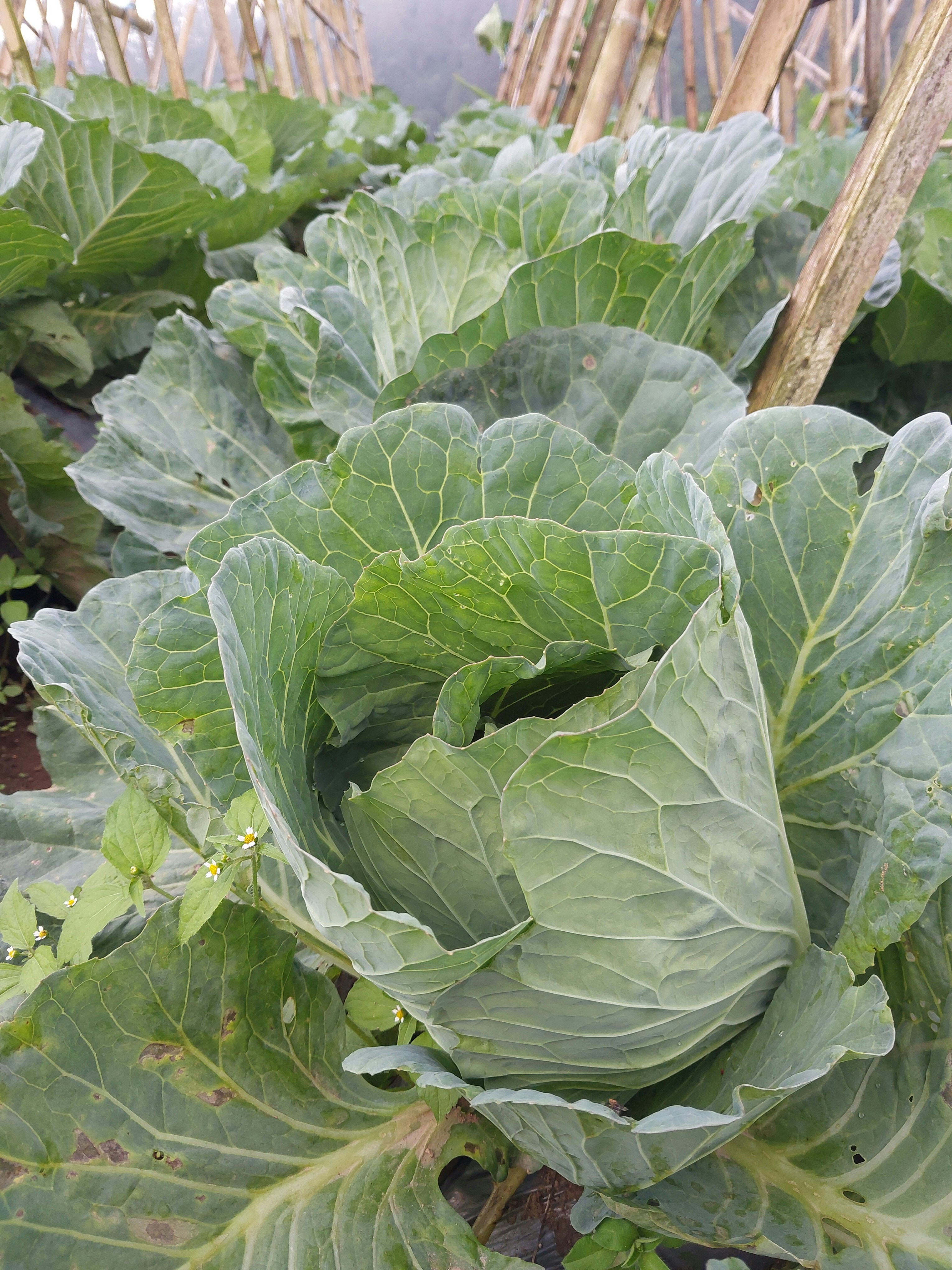 Photo by nindyanggita