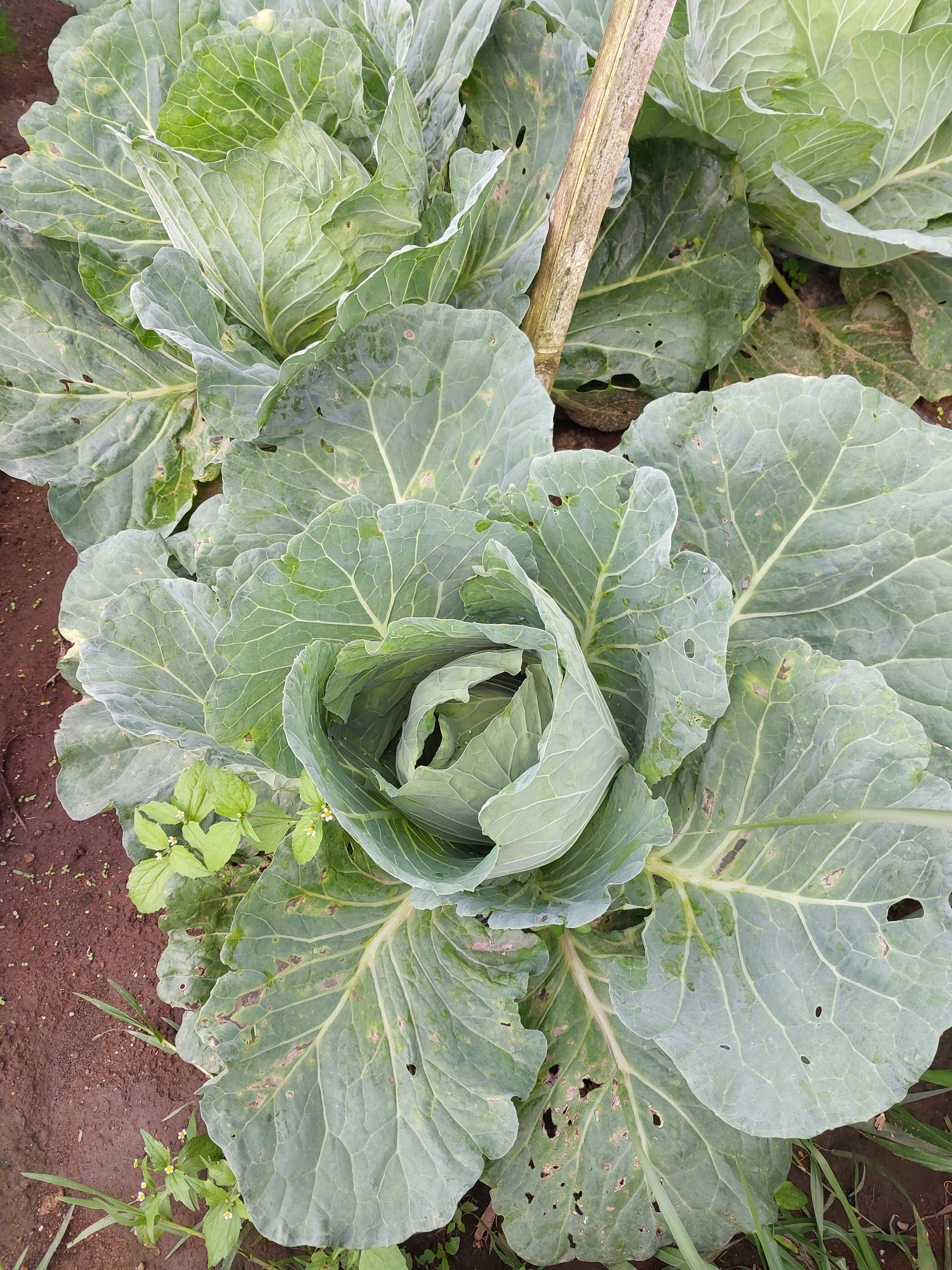 Photo by nindyanggita