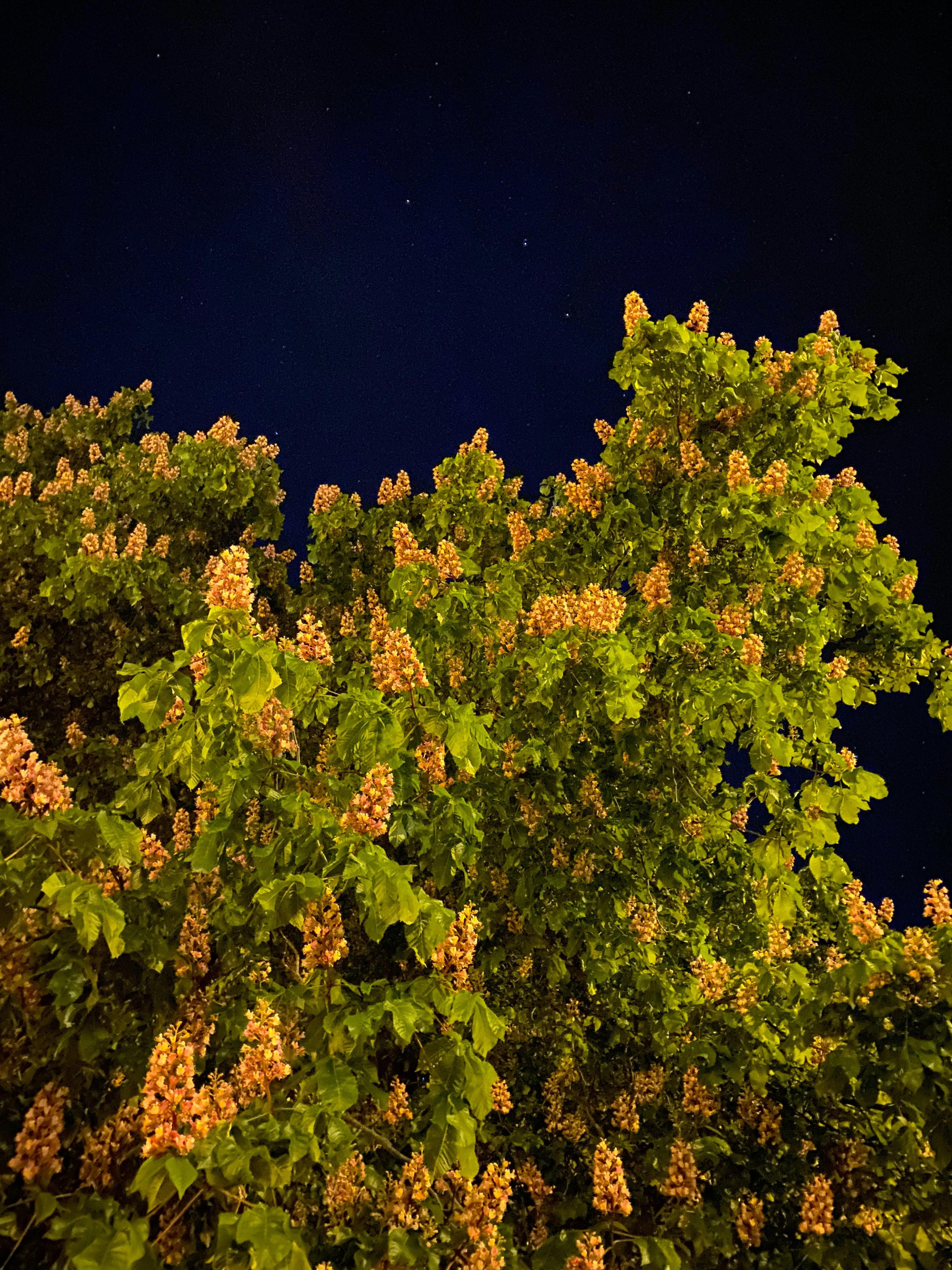Une pleine lune est vue dans le ciel au-dessus d’un arbre
