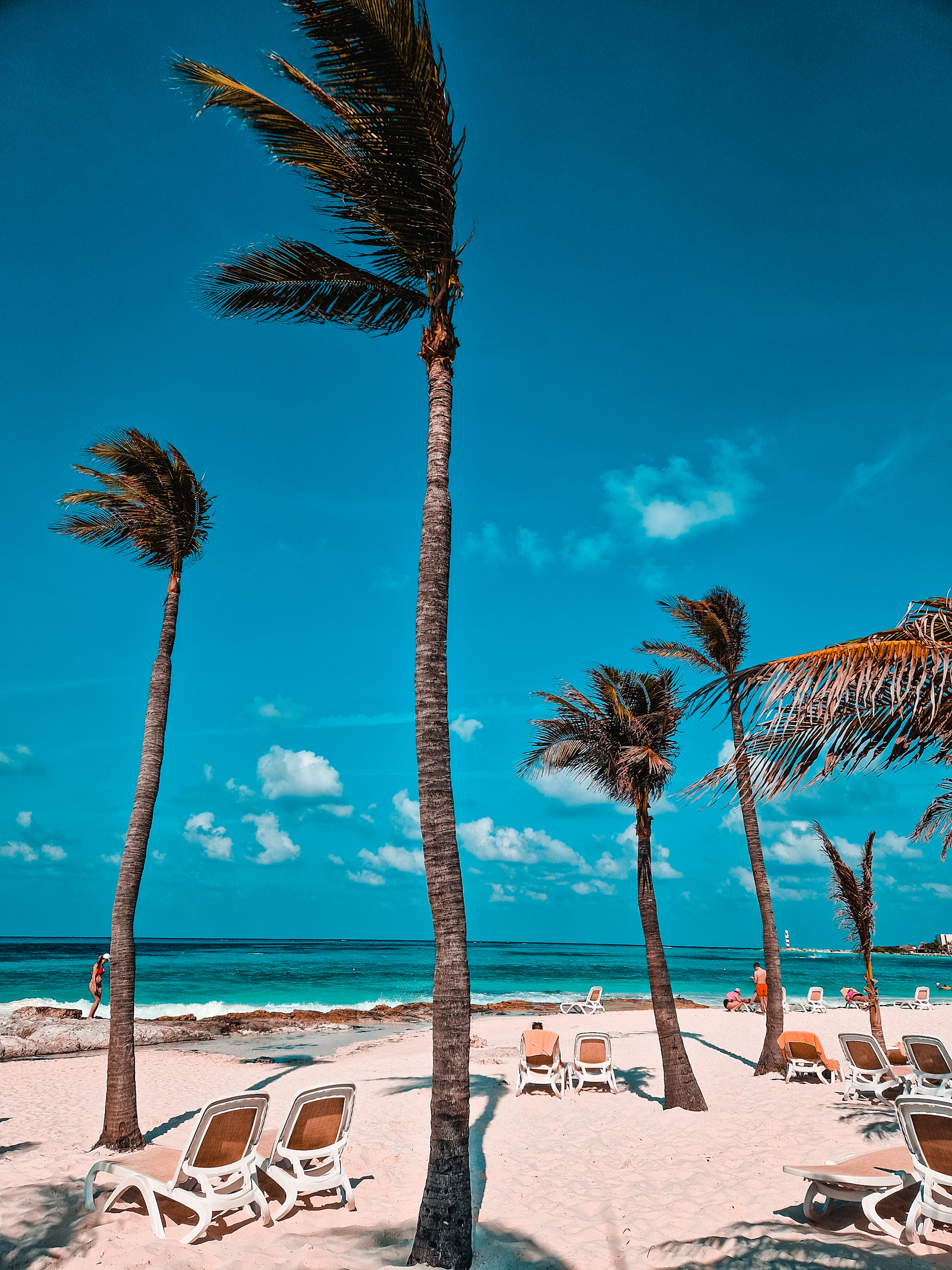 Palm trees blowing in the wind on a beach