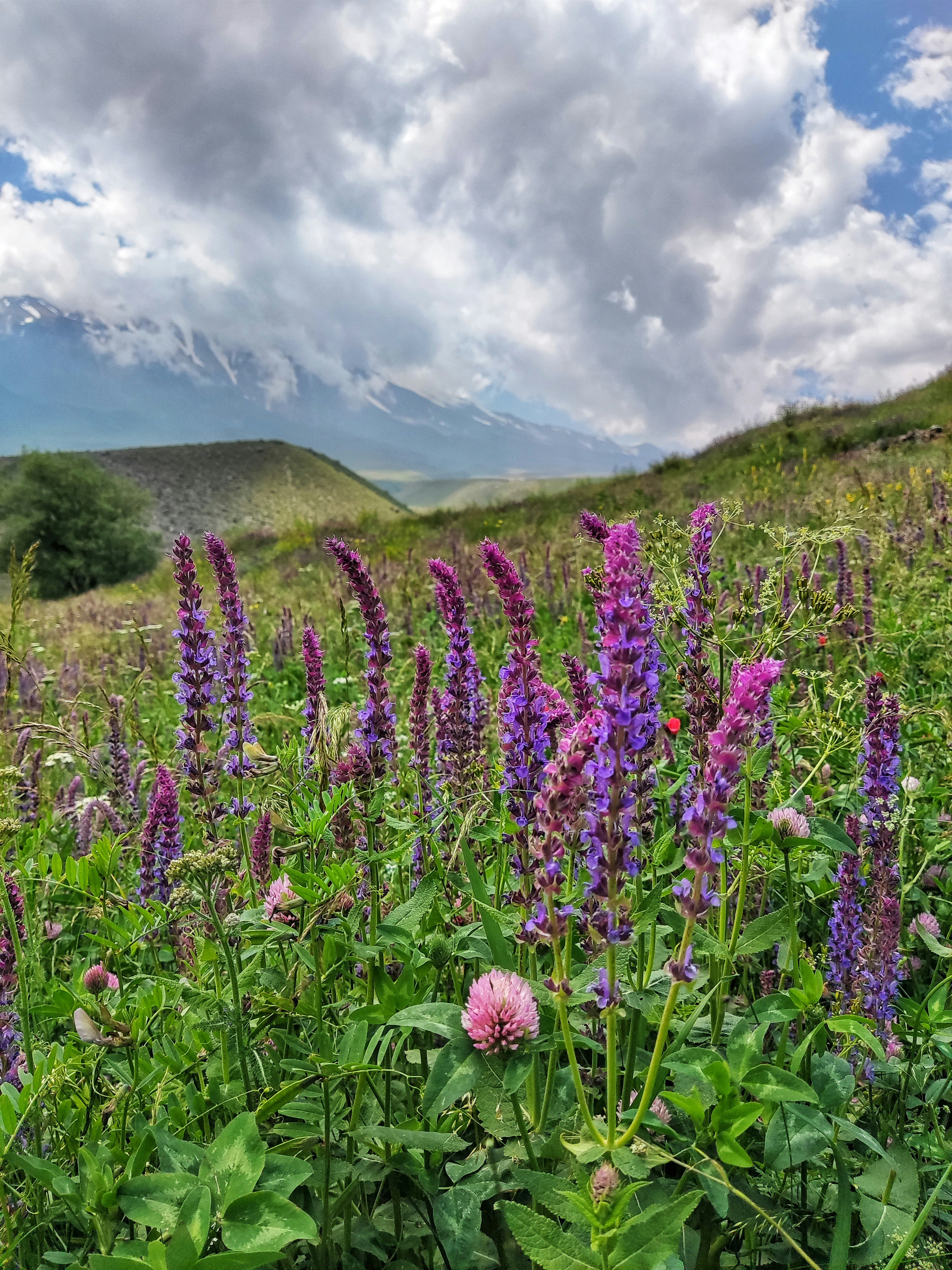 A field of purple flowers with a mountain in the background photo ...