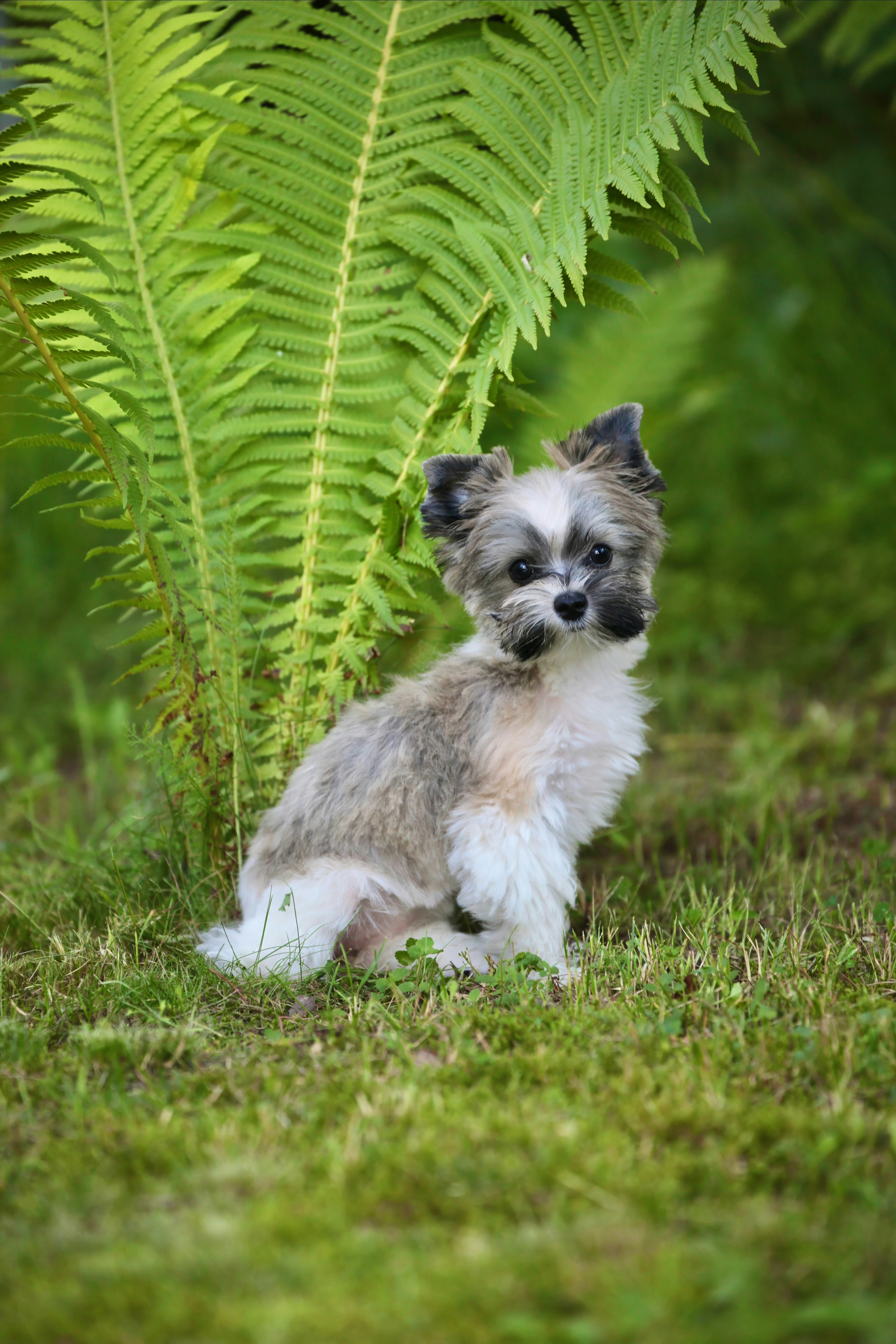A small dog sitting in the grass next to a fern
